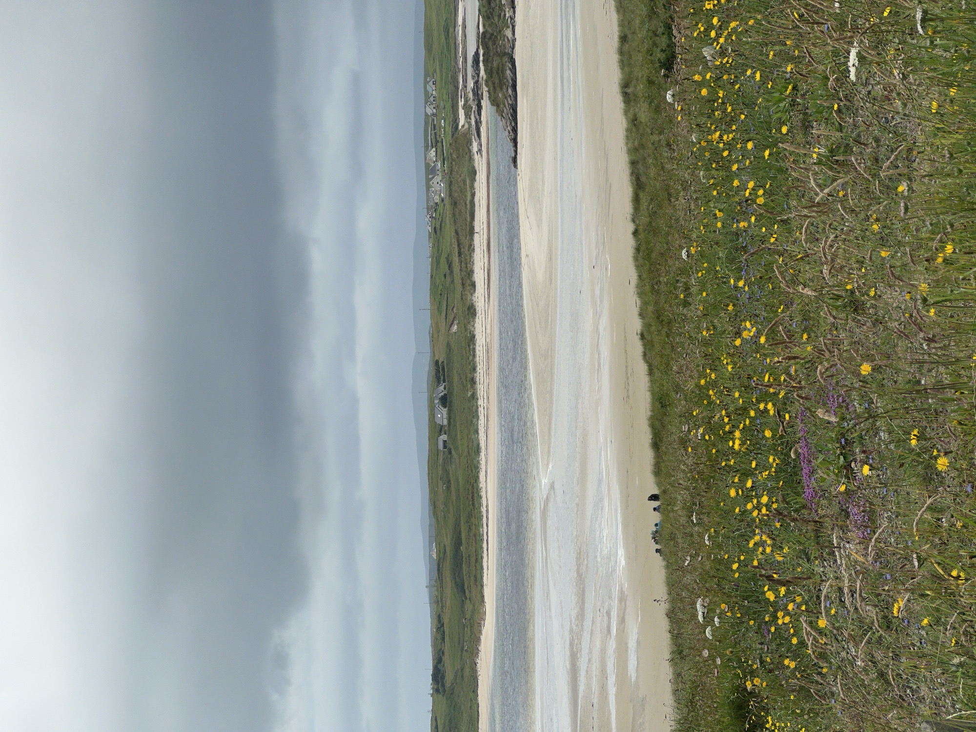 The image depicts a scene in Bunbeg, Ireland, under a heavily overcast sky. In the foreground, a dense field of wildflowers, predominantly yellow dandelions and some purple heather, is visible. Tall grasses and seed heads are interspersed throughout the floral display.
Beyond the wildflower meadow, a sandy beach slopes gently towards a body of water, likely a bay or inlet. The water appears calm, with visible ripples and tidal flats marked by lighter sandy patches. In the middle ground, a group of approximately five to seven individuals are gathered on the grassy embankment overlooking the beach. Their actions are not discernible beyond their presence.
Further in the distance, a low, rolling green landscape stretches across the horizon, dotted with several white-roofed houses. The overall impression is one of a coastal rural setting on a muted, cloudy day.