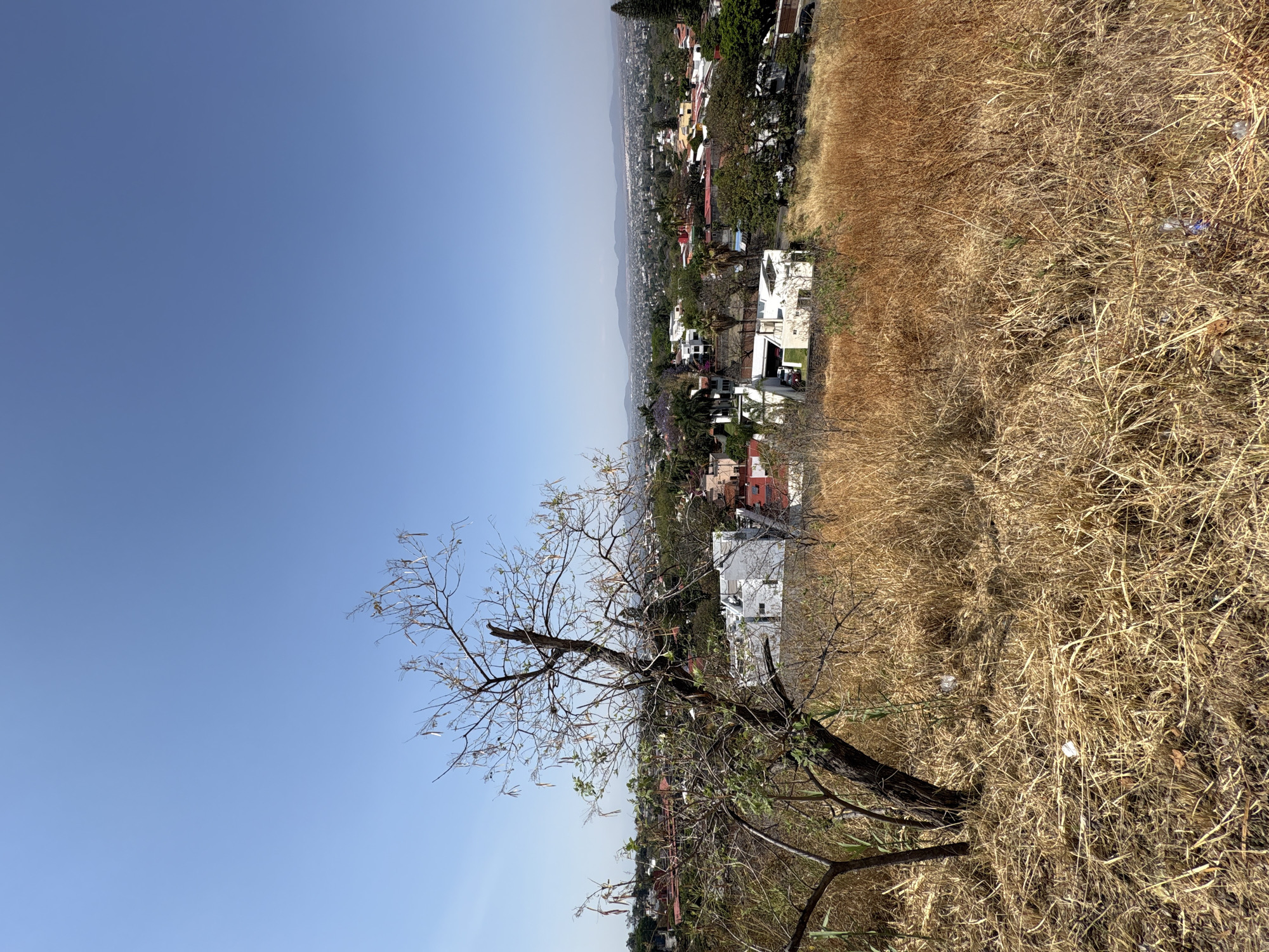 The image depicts a landscape in Tres de Mayo, Mexico. A prominent tree with bare branches stands in the foreground. Beyond the tree lies a field of dry, golden-brown vegetation. In the middle distance is a view of the town, comprised of buildings and foliage. A clear blue sky occupies the upper portion of the frame.