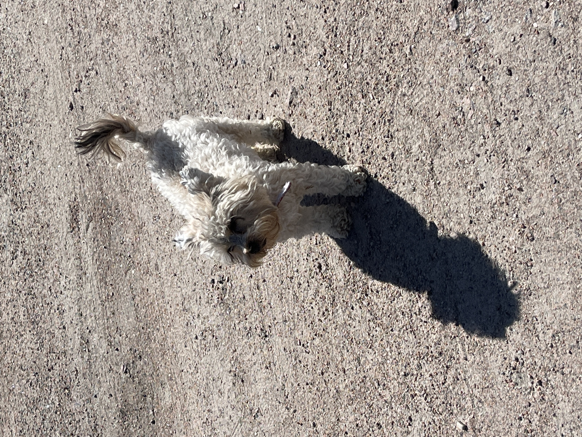 A small, light-colored, curly-haired dog stands on a gravelly surface. The dog is facing left and looking towards the viewer. Its tail is held upright and curled. A shadow of the dog is cast on the ground to its left. The background is a flat, textured, light-brown gravel surface. The image appears to be taken outdoors on a sunny day, evidenced by the distinct shadow. There is no visible indication of the city of Il'ino, Russia in the image itself.