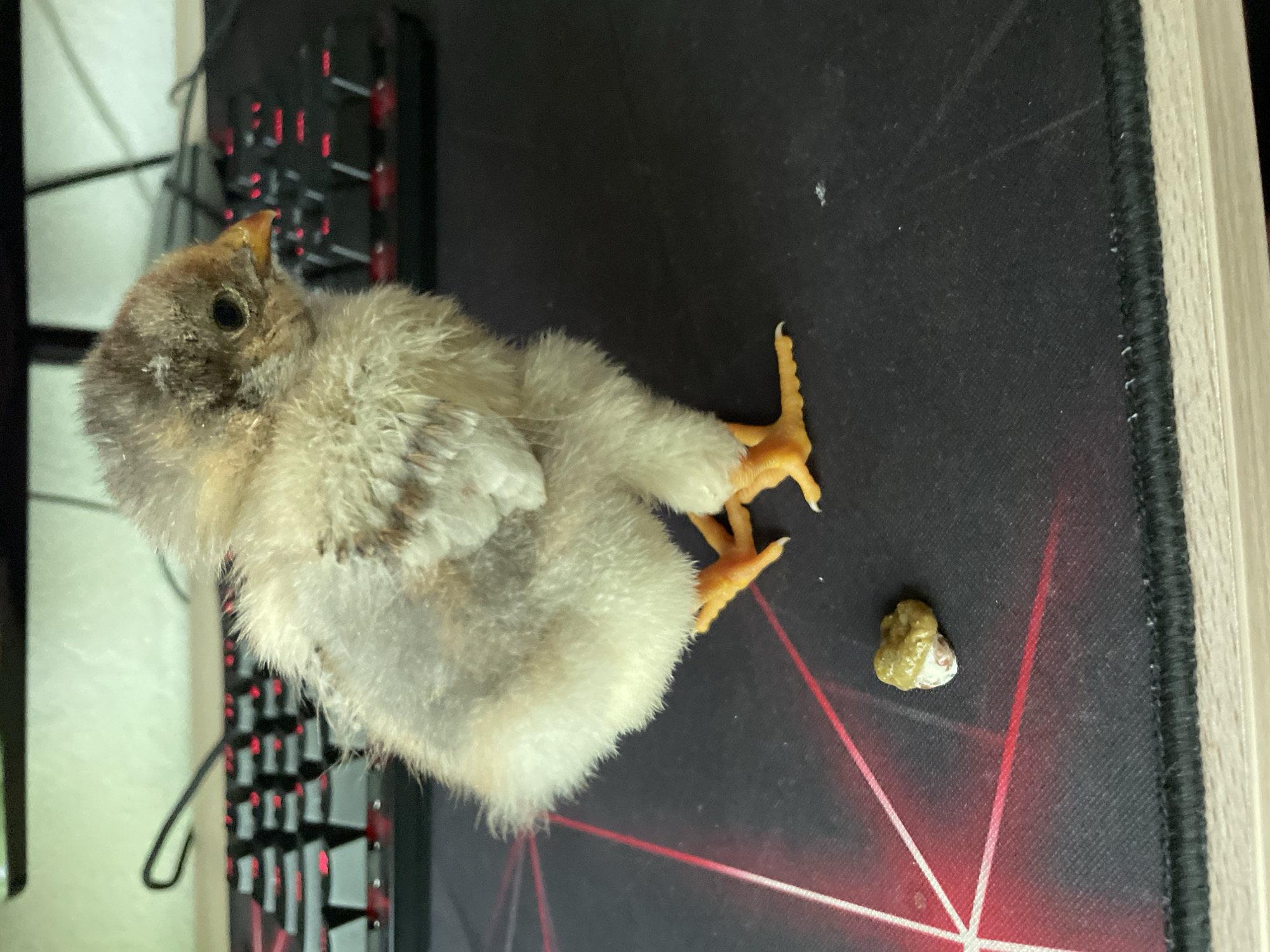 The image, captured in Zlatograd, Bulgaria, displays a small, fluffy chick lying on its back on a black gaming mouse pad. The chick exhibits soft, downy feathers, primarily in shades of light cream and brown. Its dark, round eye is visible, along with a small, yellowish beak featuring a distinct egg tooth. The chick's bright yellow, scaled feet, equipped with sharp claws, are extended upwards and to the right of its body.
Adjacent to the chick's feet, a small, greenish-brown lump with a white spot, consistent with chick droppings, rests on the mouse pad. The mouse pad itself features red and white geometric patterns, likely integrated design elements or LED lighting. In the background, to the left of the chick, a segment of a keyboard with red backlighting is visible, suggesting an indoor setting at a desk or workstation. A light-colored wooden desk edge can be seen along the right side of the frame. The scene is illuminated by artificial indoor light. The chick appears to be resting or sleeping in this supine position. No visible text is present in the image.