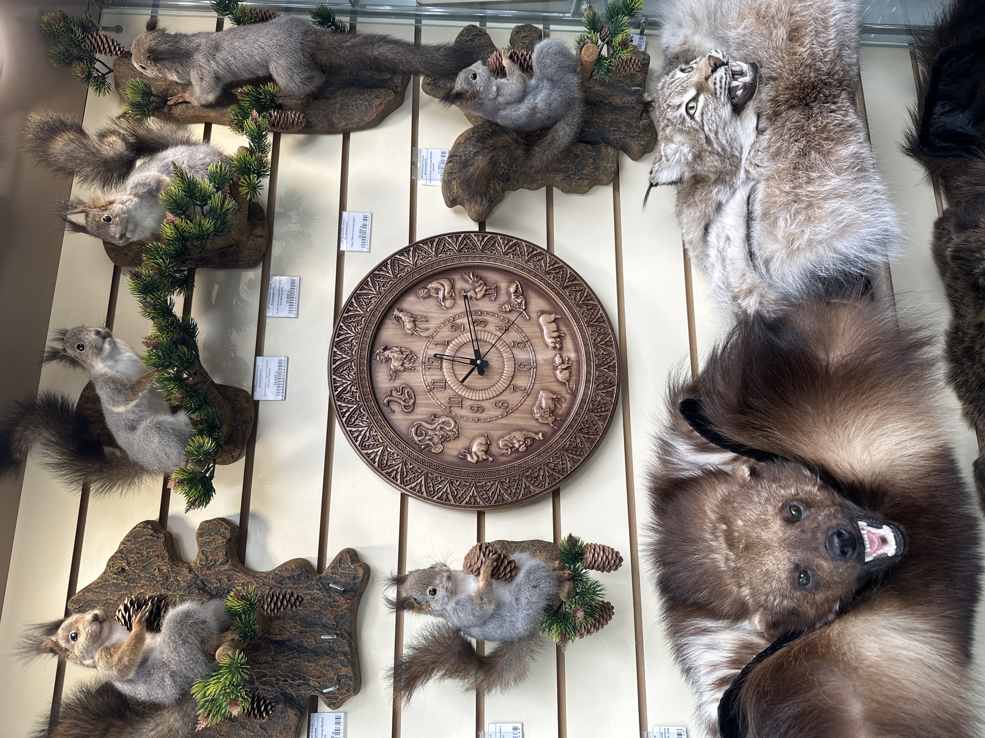 This image captures an indoor display featuring multiple taxidermied animals and a decorative wooden clock, likely in a shop or exhibition in Bolshoye Savino, Russia.
The central object is a large, round wooden clock, intricately carved with a decorative border and images of what appear to be the twelve animals of the Chinese zodiac, serving as markers for the hours. Black clock hands indicate a time, approximately 1:50.
Arranged predominantly on the left side of the frame are several taxidermied grey squirrels. They are mounted on dark wooden bases, each adorned with artificial green pine branches and realistic pine cones. The squirrels are posed in various lifelike positions, such as climbing, clinging, or resting, with their bushy tails prominent.
To the right, a taxidermied lynx head and upper body are displayed. The lynx features light brown and grey fur, distinctive ear tufts, bright green eyes, and an open mouth revealing sharp fangs in a snarling expression. Below the lynx, a taxidermied wolverine head and upper body are visible, characterized by dark brown fur with lighter facial markings, and a fierce, snarling countenance with bared teeth.
The entire arrangement is set against a light-colored, slat-paneled wall. Small white rectangular labels or price tags, with some visible Cyrillic text and numerical values (e.g., "19 900" and "Белка" (Squirrel), "Рысь" (Lynx)), are affixed near some of the mounts, suggesting these items are for sale. The lighting is bright and uniform, illuminating the textures of the fur and the details of the carvings. No people are visible in the scene.