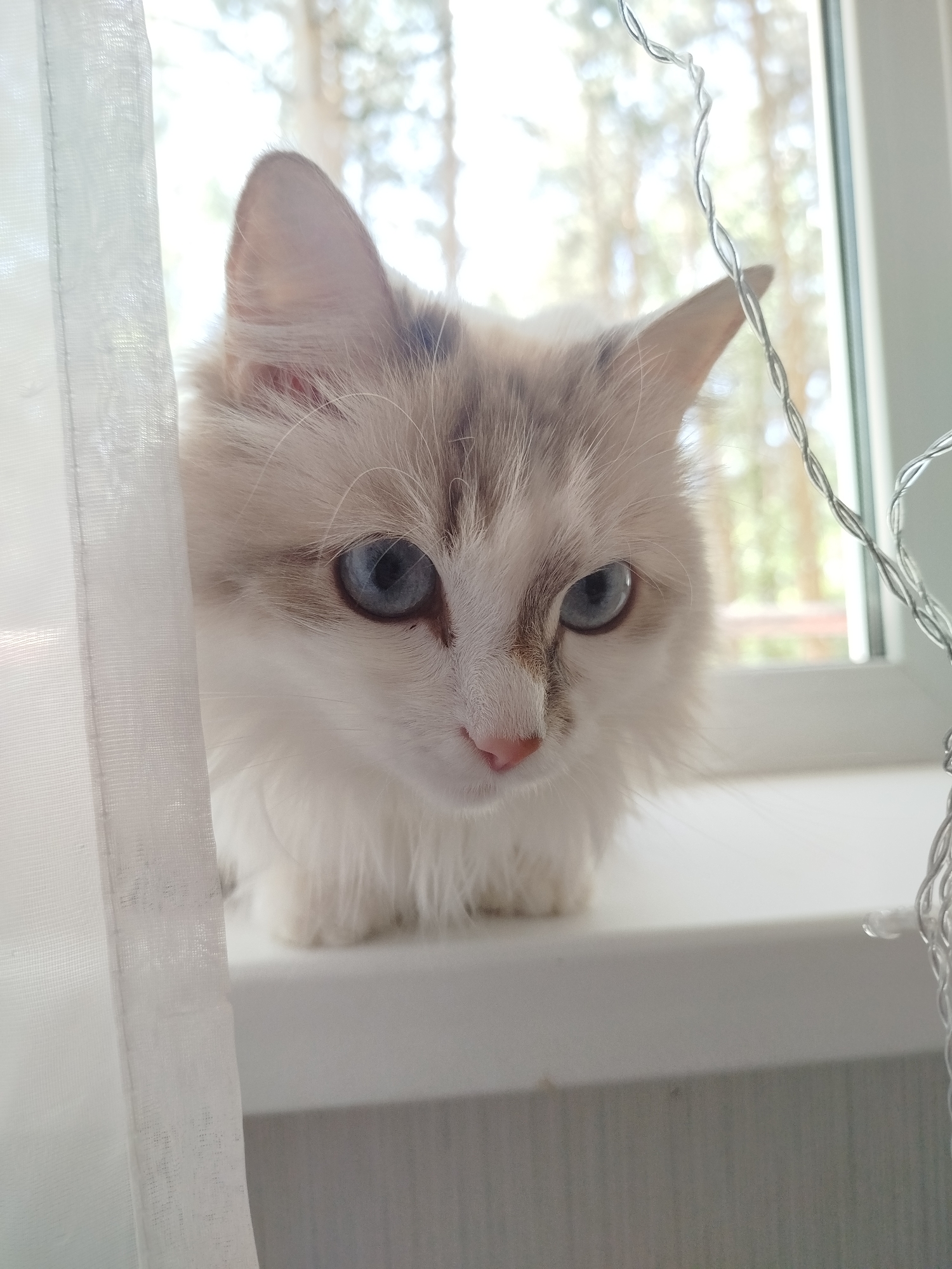 A white and light brown cat with blue eyes sits on a white windowsill. A sheer white curtain hangs to the left of the cat. Out the window behind the cat, trees are visible. A string of silver wire lights hangs to the right of the cat. The location is Unknown, Unknown.