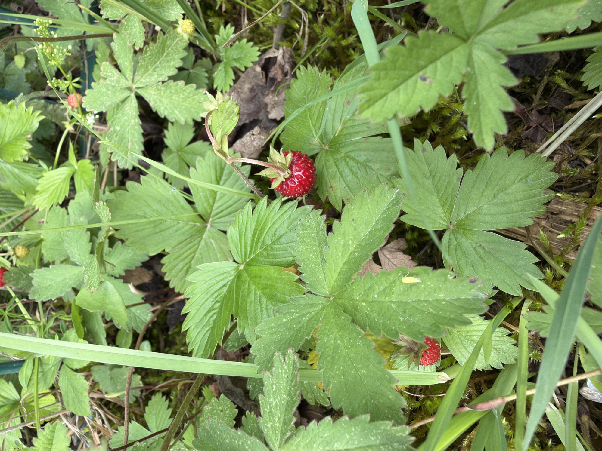 This image is a close-up, eye-level shot of wild strawberries growing in a natural setting, possibly in a park or garden, in Pliening, Germany. The foreground is dominated by lush green foliage, with several leaves of wild strawberry plants clearly visible. One ripe, red wild strawberry is prominently featured, hanging from a delicate stem, with its small green sepals still attached. Another smaller, less ripe strawberry is visible in the lower left portion of the image. The background consists of more dense greenery, moss-covered ground, and some fallen leaves and twigs, suggesting a woodland or natural habitat. There are no people or animals present in the scene. The lighting appears to be natural daylight, creating subtle shadows and highlighting the textures of the leaves and the berry. The overall impression is one of natural, undisturbed growth.