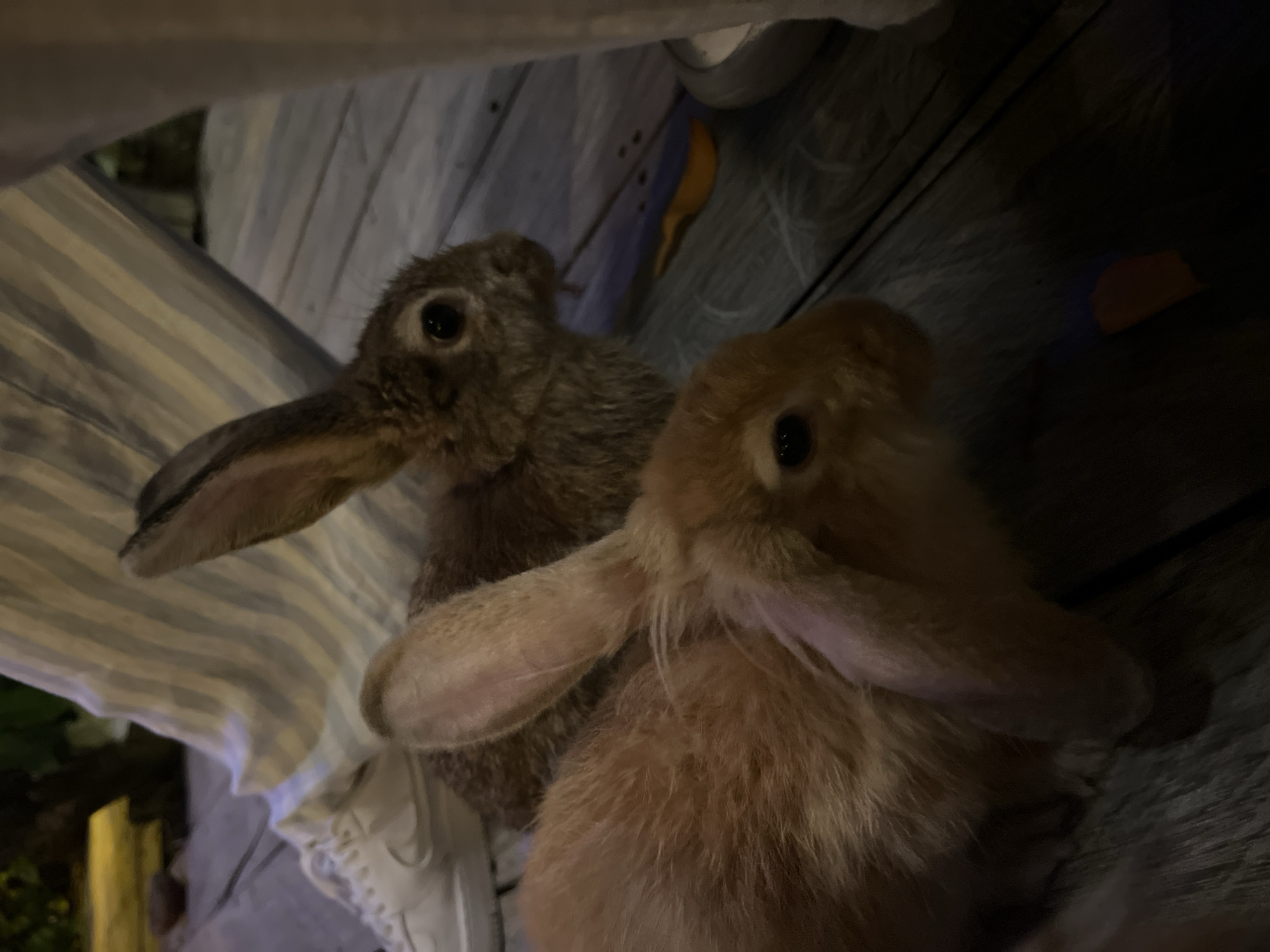 Two rabbits are sitting close together. One is brown, and the other is tan. The background includes striped fabric and wooden planks. The location is North Kuta, Indonesia.