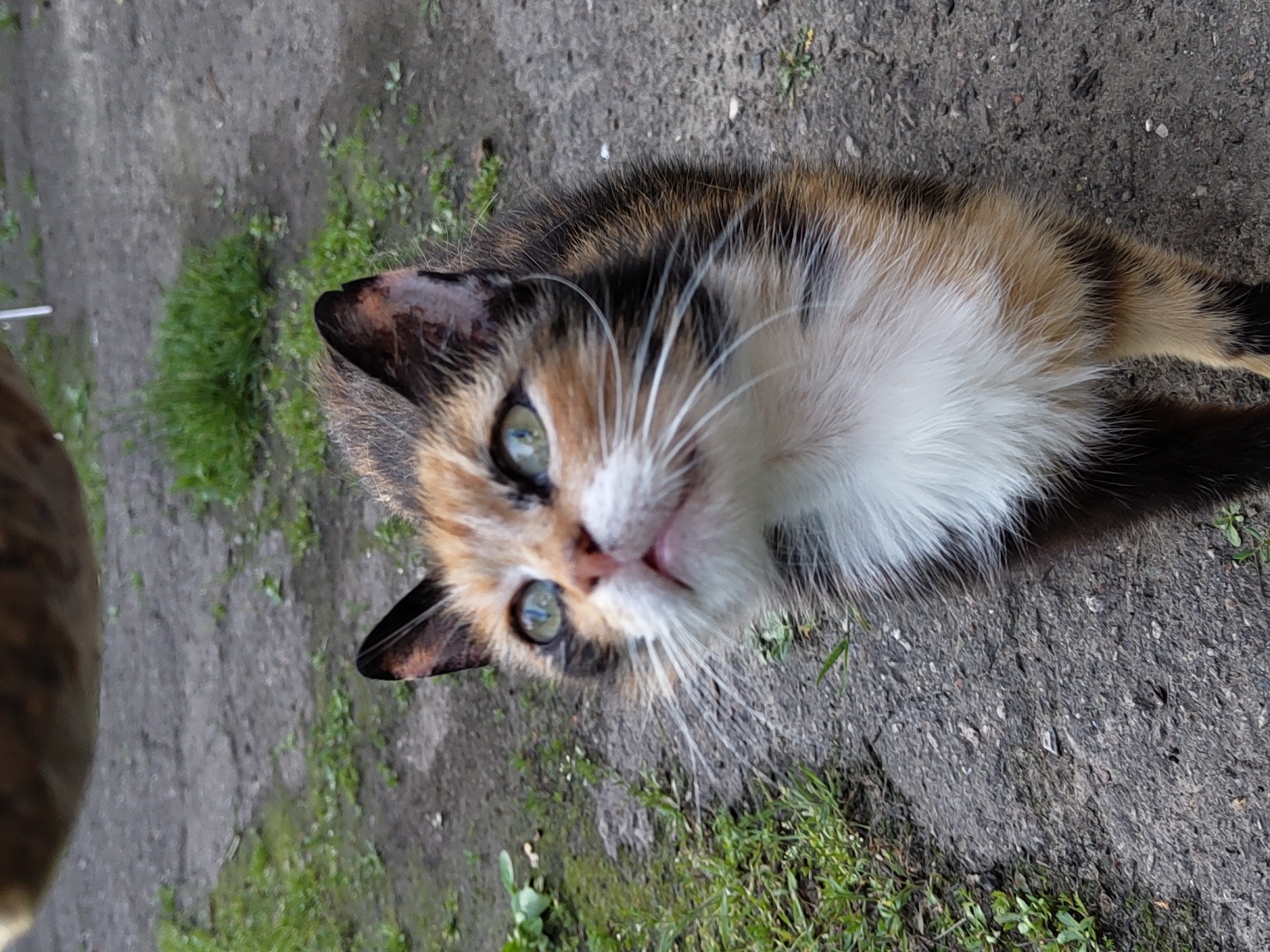 A close-up, slightly angled shot shows a calico cat lying on a paved surface with patches of grass interspersed within the cracks. The cat's face is the main focus, displaying green eyes and a mix of black, orange, and white fur. Its body extends out of frame. The paved surface is uneven and weathered. Patches of green grass and other small vegetation are visible around the paved area. The location appears to be outdoors in a natural setting.