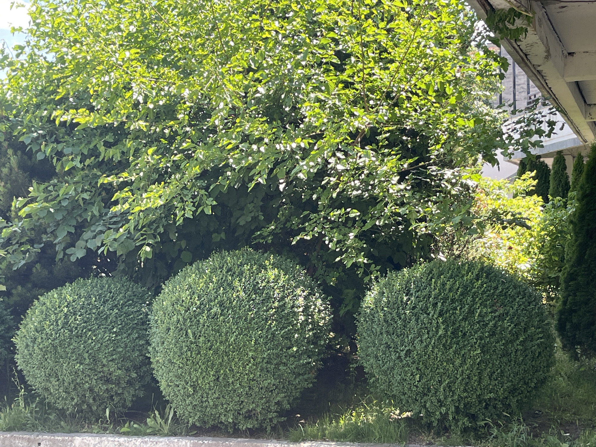 The image shows a sunny outdoor scene with lush greenery. In the foreground, three perfectly spherical, manicured bushes are lined up from left to right. Behind them, a larger, less manicured tree with vibrant green leaves dominates the midground, its branches reaching upwards and casting dappled shadows. Sunlight filters through the leaves, creating bright highlights.
To the right of the main tree, a row of tall, conical evergreen trees is visible. Above and behind these, part of a building with a white overhang and grey textured walls can be seen, suggesting a residential or commercial setting. The overall impression is one of a well-maintained garden or yard on a bright, clear day, likely in the daytime given the strong sunlight and shadows. The natural elements, particularly the vibrant green foliage, convey a sense of freshness and growth. There is no visible text in the image. The location context provided is Bălți, Moldova.