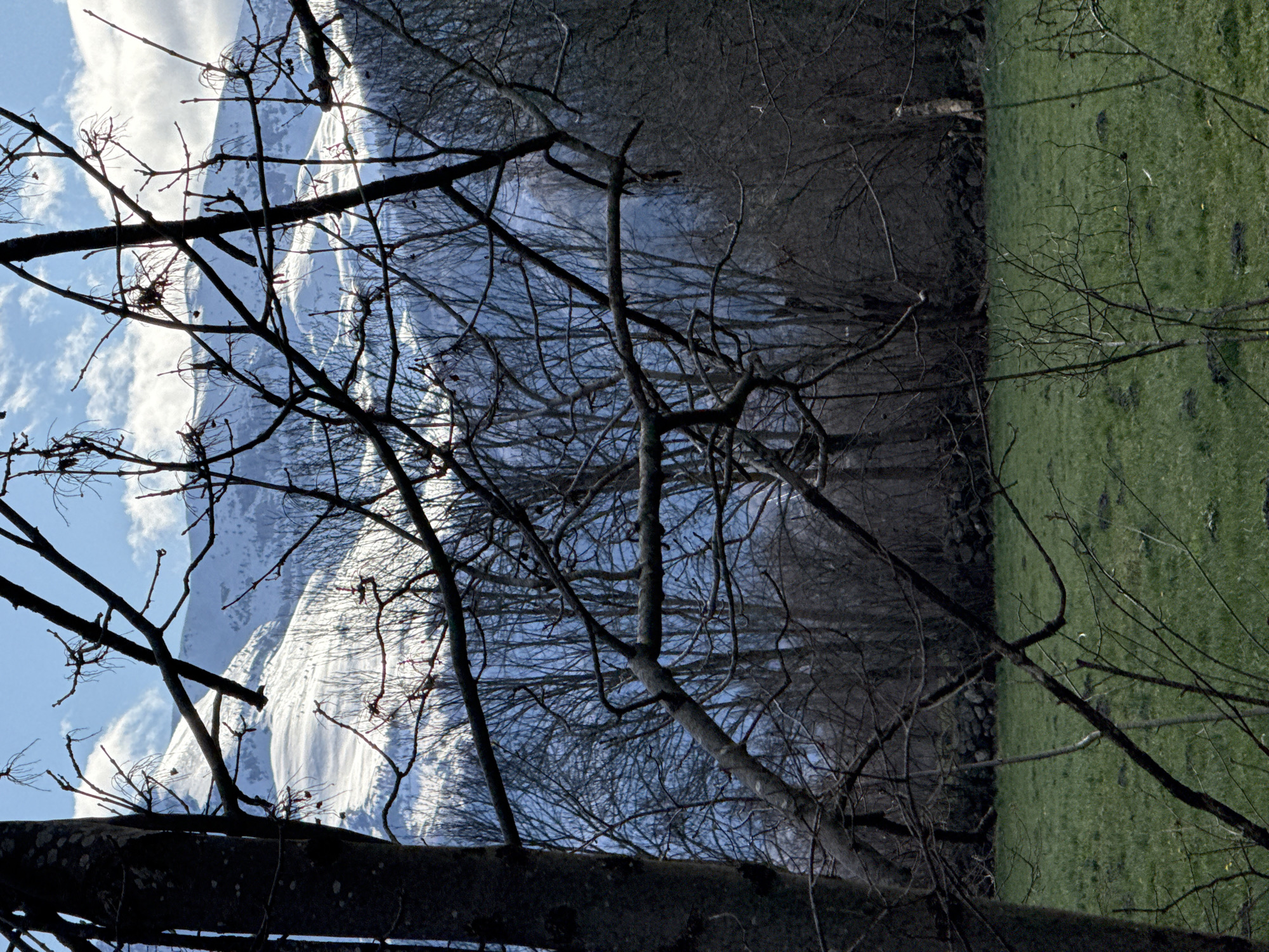 The image shows a landscape in Benasque, Spain. In the foreground, bare branches of trees obscure the view. Behind the trees, a snow-covered mountain range dominates the left side of the frame. To the right, a green field extends into the distance, bordered by a dark, wooded area. The sky is visible in patches, revealing blue hues and white clouds. The overall orientation of the image is rotated to the side.