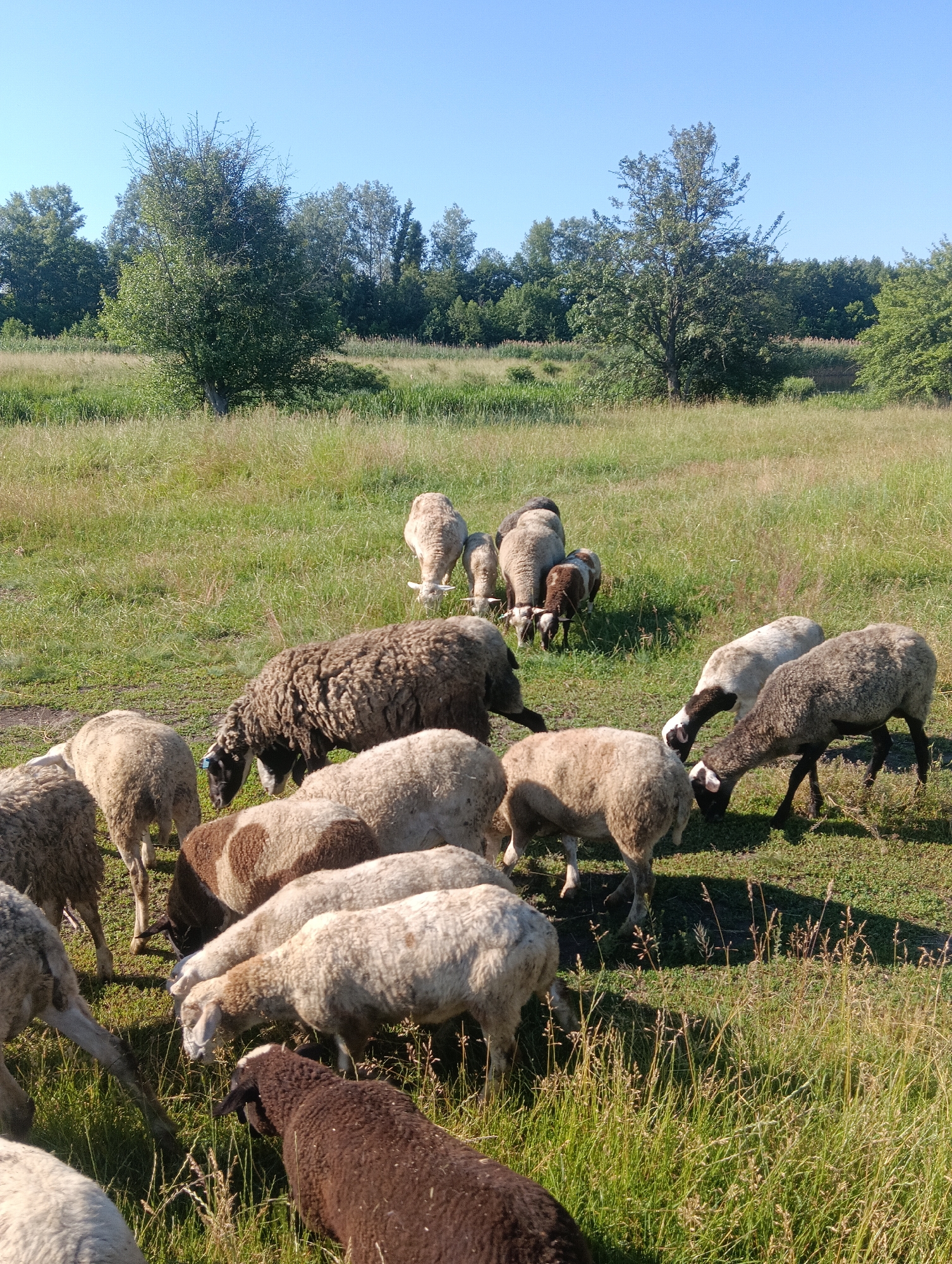 A flock of sheep grazes on a grassy field under a clear blue sky. The sheep are of various colors including white, brown, and black. Some are standing, while others are bent down, eating grass. In the background, there is a line of trees. The image appears to be taken outdoors during the daytime.