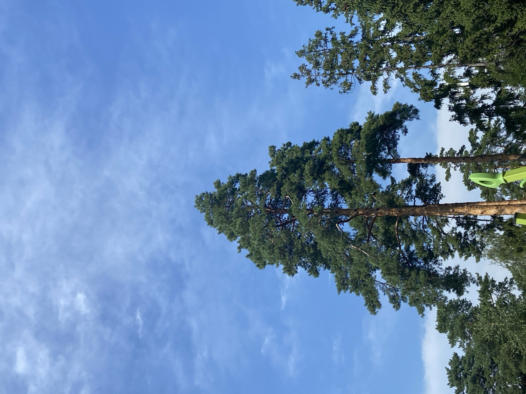 The image shows a view of tall pine trees against a bright blue sky with wispy white clouds. In the foreground, the top portions of several coniferous trees are visible, with a prominent, large pine tree dominating the center. There are also hints of other trees and some bright green playground equipment at the bottom edge of the frame. The scene appears to be an outdoor setting, possibly a park or a forest clearing. The location is Balashikha, Russia.