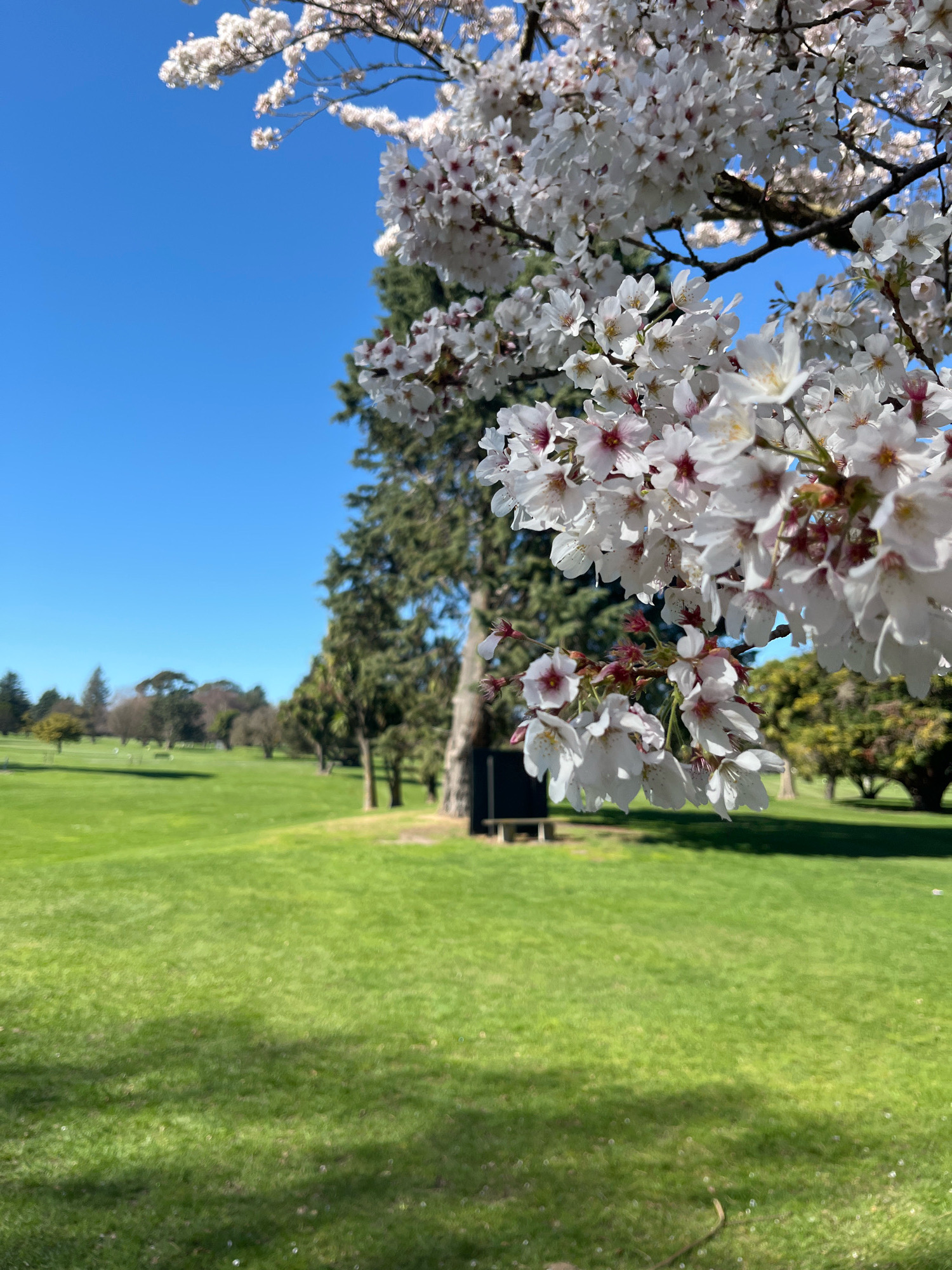 This image depicts a close-up view of white cherry blossoms in the foreground, with a bright blue sky visible in the upper left quadrant. Behind the blossoms, a large green lawn stretches into the background, dotted with trees and a few scattered structures. The setting appears to be a golf course. The overall scene is tranquil and depicts a bright, sunny day. The specific location in Linwood-Central-Heathcote Community, New Zealand, cannot be determined from the visual information provided in the image.