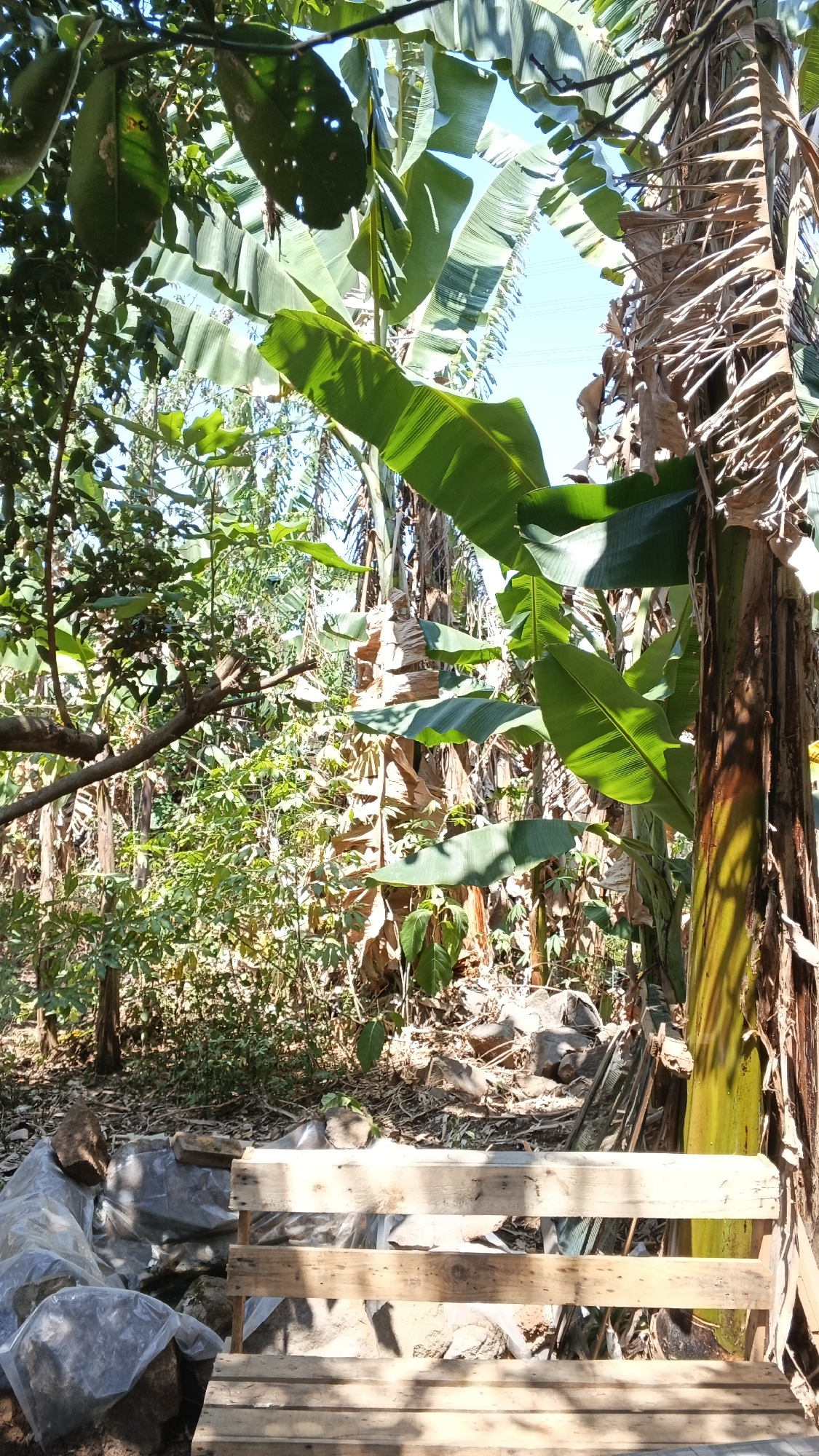 A close-up shot features a wooden pallet bench in the foreground, set against a backdrop of lush tropical vegetation. The bench, constructed from rough-hewn wooden planks, appears to be weathered and possibly unfinished, with visible nails and splintered edges. Behind the bench, large, vibrant green banana leaves dominate the scene, their broad surfaces catching the sunlight. Some of these leaves show signs of natural wear, with torn edges and small holes. The trunks of banana plants are visible, some appearing dry and fibrous, while others are greener and more alive. The environment suggests a humid, tropical climate, possibly a garden or a farm. The ground beneath the foliage is littered with organic debris, rocks, and some plastic sheeting, hinting at ongoing outdoor activity or perhaps the storage of materials. In the distance, the bright blue sky is visible through the canopy, with power lines suggesting proximity to human infrastructure within the rural landscape of Karangjati, Indonesia. No people or animals are present in the frame.