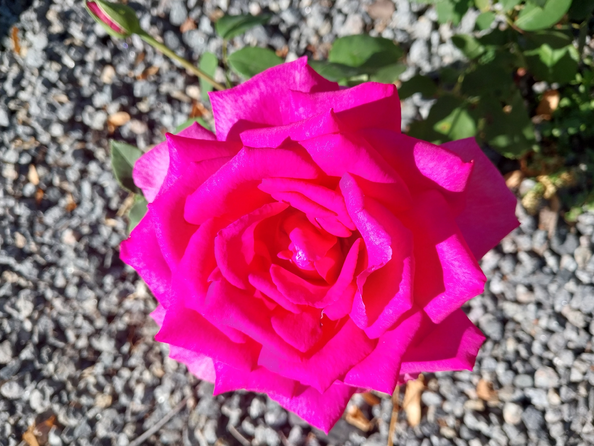 The image shows a close-up of a bright pink rose in full bloom, with its petals unfurling in the center. The rose is positioned in the foreground and occupies a significant portion of the frame. To the upper right of the rose, a single pink rosebud is visible, still tightly closed. Lush green leaves are scattered around the rose and bud, suggesting a healthy plant. The background consists of a textured surface of grey gravel and some dry, fallen leaves, indicating an outdoor setting. The lighting suggests it is daytime, with sunlight casting shadows and highlighting the textures of the petals and gravel. The scene is devoid of any people or urban structures, suggesting a natural or garden environment. No specific location in Doslidne, Ukraine is identifiable from the visual information present in the image.