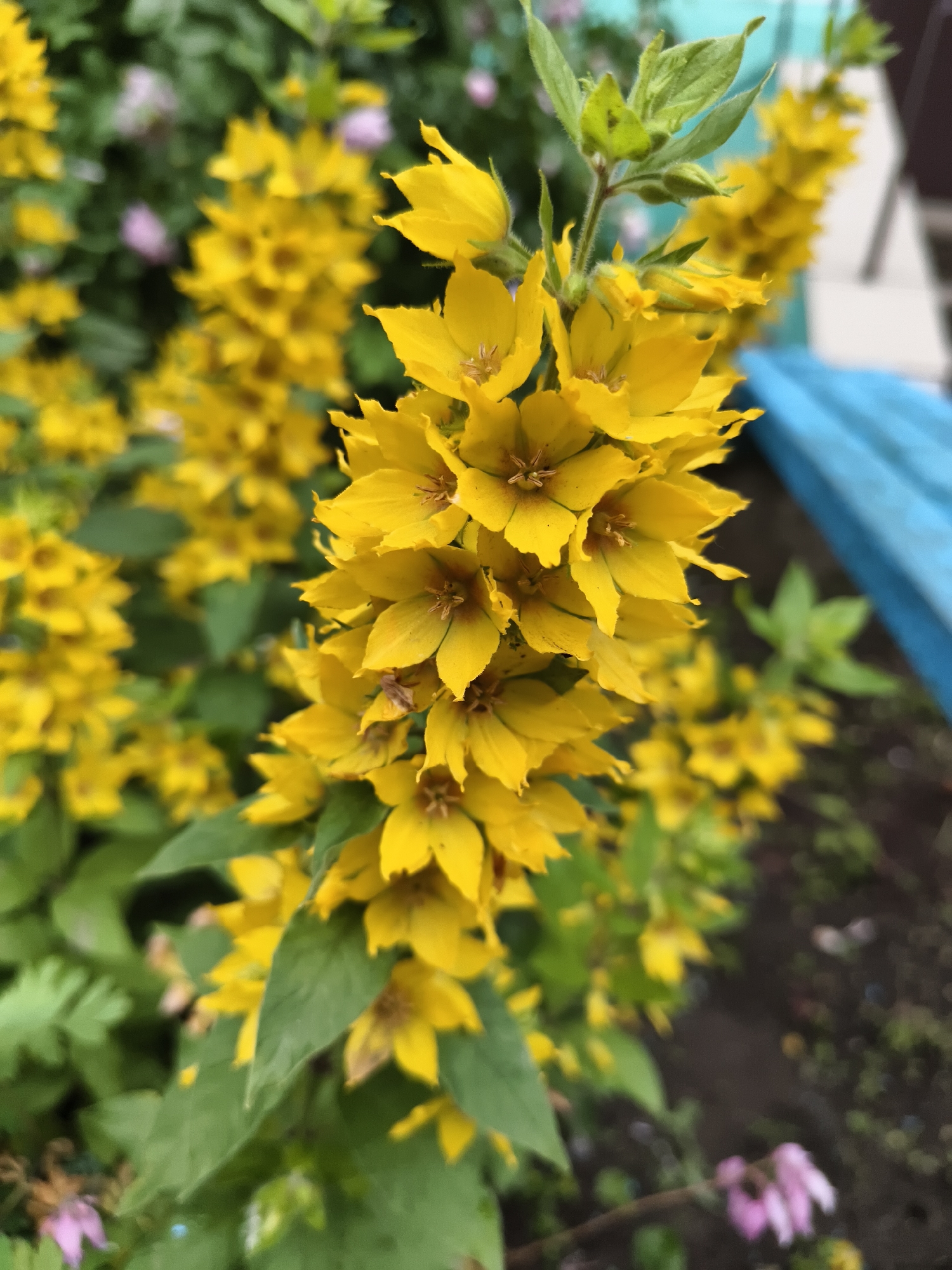 A close-up, vertical shot features a cluster of bright yellow flowers in full bloom, with some lighter purple flowers blurred in the background. The flowers are densely packed on a green stem, with visible leaves. The background is soft and out of focus, showing more yellow flowers, green foliage, dark soil, and hints of a blue object. The scene appears to be outdoors, likely in a garden or park setting. The lighting suggests it might be daytime, with a slightly overcast or diffused light, as there are no harsh shadows. The overall mood is cheerful and natural, showcasing the vibrant colors of the blooming flowers. No people or text are visible in the image. The location context is Chaikovsky, Russia.