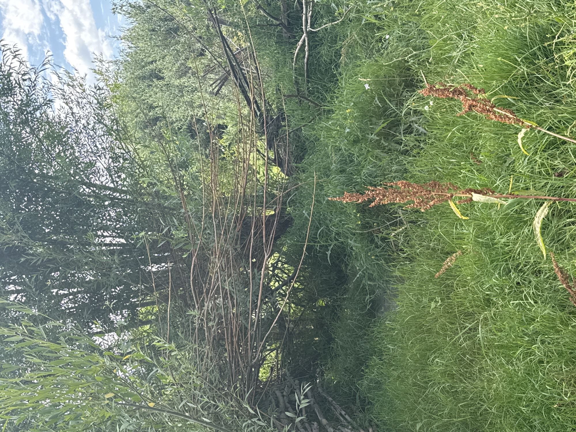 The image depicts a dense, overgrown natural environment, likely a wooded area or a dense thicket. In the foreground, tall, green grass dominates the scene, interspersed with dried, brown seed stalks of a plant. A path, or a clearing, is visible winding through the grass into the denser foliage. The middle ground is characterized by a tangled mass of thin, brown branches and twigs, forming a natural canopy or perhaps a fallen structure. Behind this, a wall of lush green leaves and branches from trees creates a dense backdrop. The overall impression is one of untamed nature, with abundant vegetation and a sense of seclusion. The image does not contain any elements that can be used to ascertain its specific location within the city of Kiçi-Jargılçak, Kyrgyzstan.