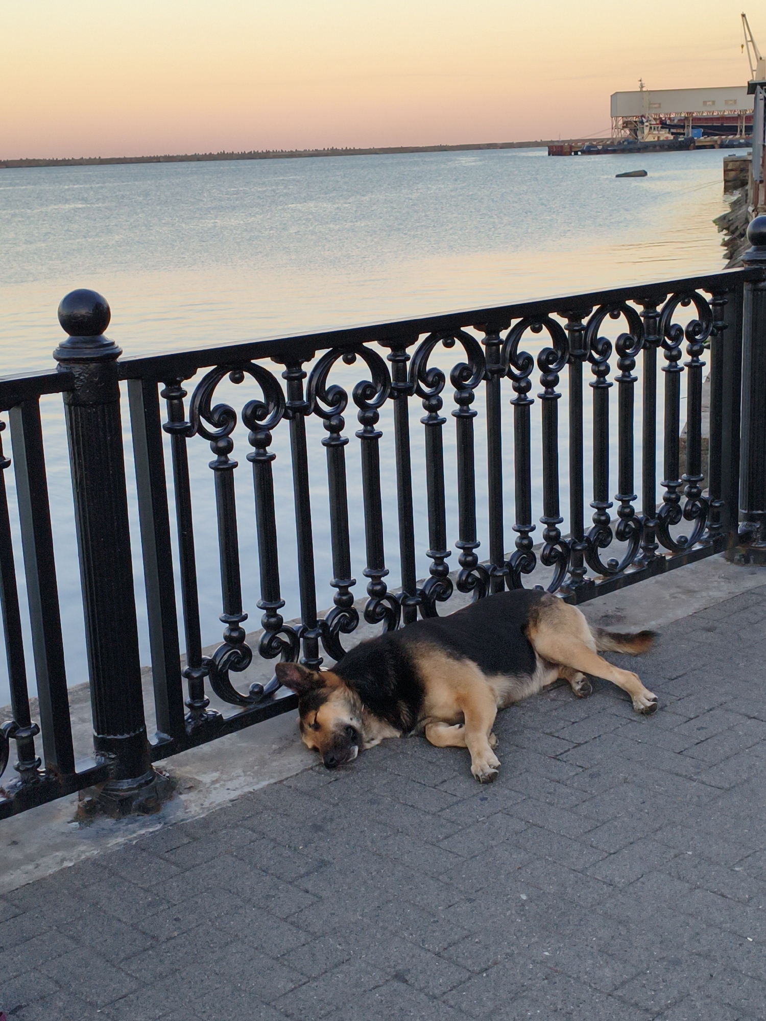 A German Shepherd mix dog sleeps on a paved walkway next to a black wrought iron fence. The dog is lying on its side with its head resting on the ground. Its fur is black and tan. The fence has decorative scrollwork. Beyond the fence is a calm body of water, likely a bay or sea. The sky above is a pale orange and pink, suggesting either sunrise or sunset. In the distance, across the water, a large industrial building with a crane is visible. The ground is made of dark gray interlocking pavers arranged in a herringbone pattern.