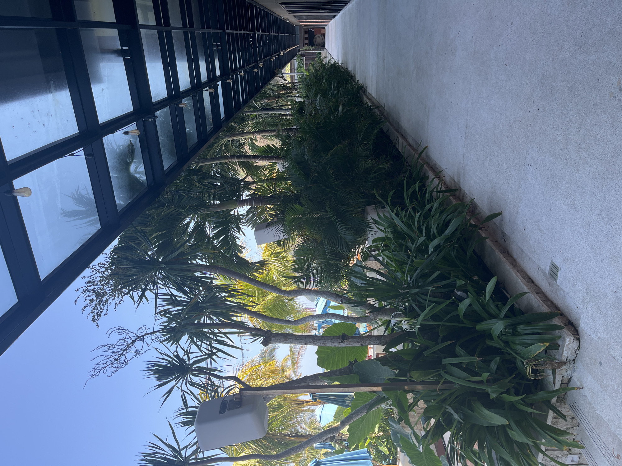 The image captures a view of a walkway alongside a tropical garden and a building with a glass roof structure. The walkway is paved with concrete and runs parallel to a row of lush green vegetation, including palm trees and other broad-leafed plants. The garden features several large, light-colored speakers mounted on poles amongst the foliage. In the background, blue beach umbrellas and glimpses of water suggest proximity to a beach or pool area. The building to the right of the walkway has a modern design with a dark-framed glass roof extending overhead, supported by a dark metal frame. The lighting suggests it is daytime, with clear blue skies visible above the trees. The overall scene conveys a tranquil, resort-like atmosphere. The location is identified as Kuta Selatan, Indonesia.