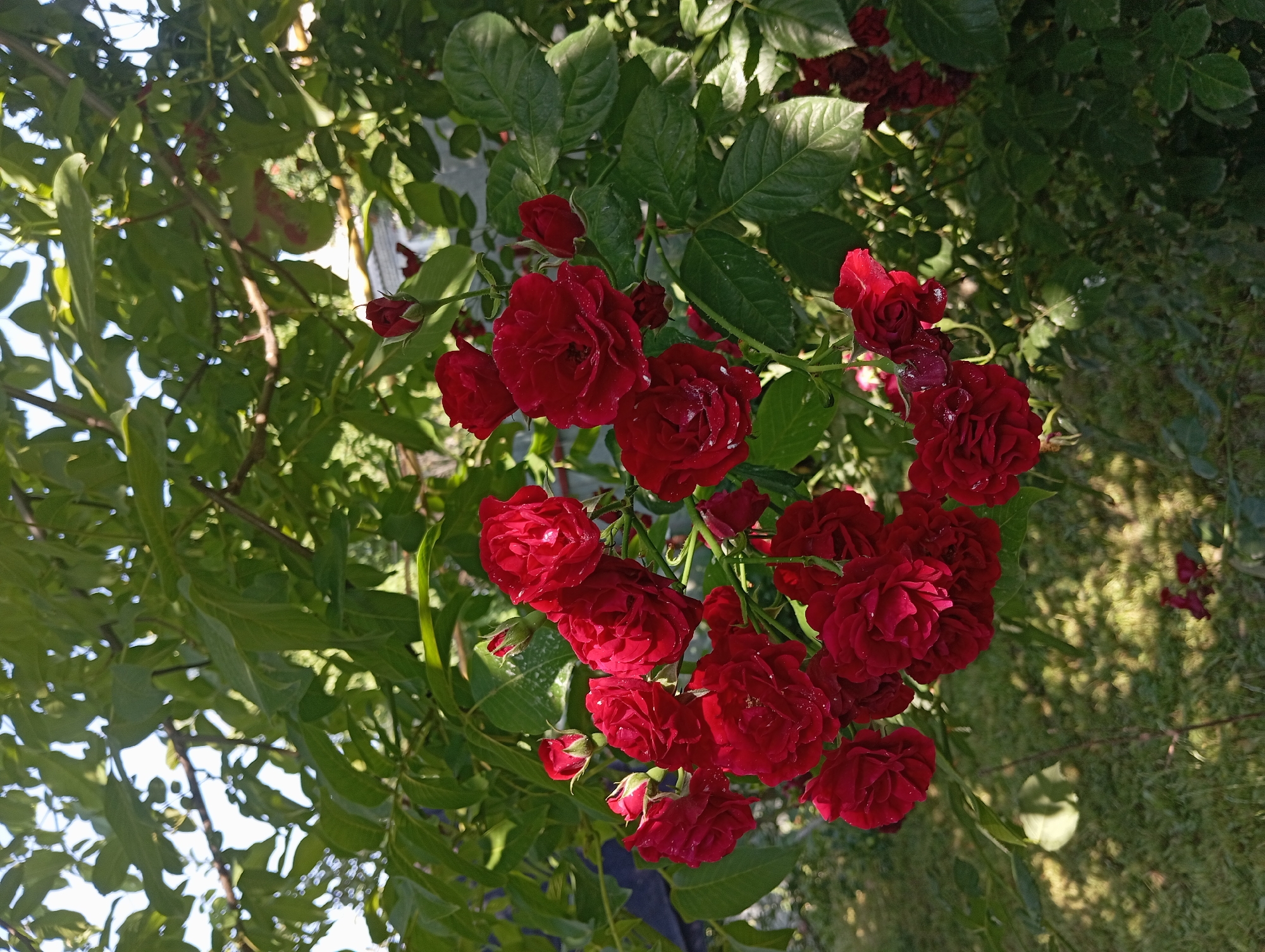 This media file captures a close-up view of a cluster of deep red roses in full bloom, with some rosebuds also visible. The roses are wet, suggesting recent rain or dew, and their petals are rich and velvety. They are set against a backdrop of lush green foliage, with some leaves illuminated by sunlight filtering through. The overall impression is one of natural beauty and vibrancy.
The scene appears to be outdoors, likely in a garden or a natural setting, given the presence of plants and greenery. The lighting suggests it could be morning or late afternoon, as the sunlight casts dappled shadows on the grass below, indicating a gentle, diffused light rather than harsh midday sun. The location context is Shamalgan, Kazakhstan, which implies a temperate climate suitable for rose cultivation. No people are visible in the image, nor is there any discernible text. The focus is entirely on the botanical subject matter, conveying a sense of serene natural beauty. The image evokes feelings of peace and appreciation for nature's artistry.