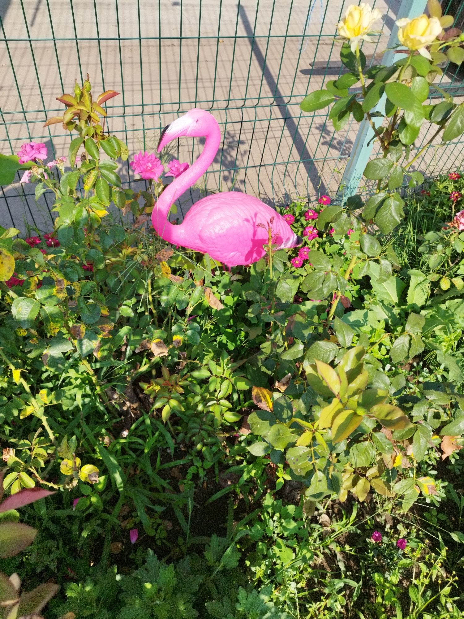 A bright pink plastic flamingo stands among lush green foliage and blooming pink and yellow roses in a garden. The flamingo is positioned to the right of a rose bush with budding pink flowers and to the left of rose bushes with yellow blooms. A green metal fence runs across the background, casting dappled shadows on a concrete path. The scene appears to be an outdoor garden in Bucharest, Romania, likely a residential area given the presence of a garden and fence. The sun is shining brightly, creating strong contrasts of light and shadow. There are no people or animals visible in the image.