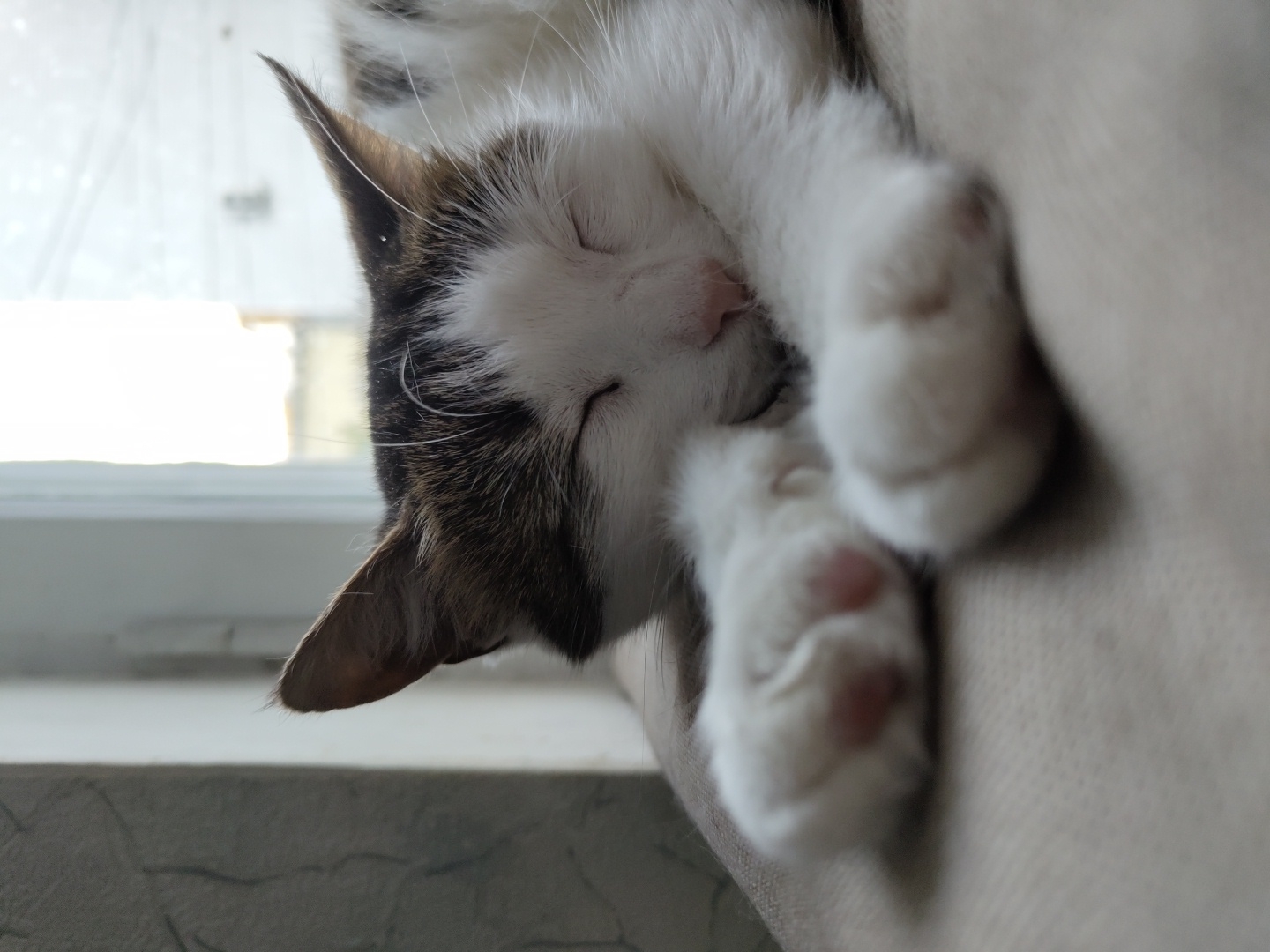 A close-up, eye-level shot captures a domestic cat sleeping on a textured, beige surface. The cat, primarily white with brown markings on its head and back, is positioned diagonally, with its head resting on its paws. Its eyes are closed, and its pink nose is visible. The cat's front paws are extended forward, showing the pink paw pads. The background is out of focus, showing a brightly lit window with indistinct shapes and a textured, light-colored wall to the left. The lighting suggests it is daytime. The scene is indoors, with no specific city or location details discernible.