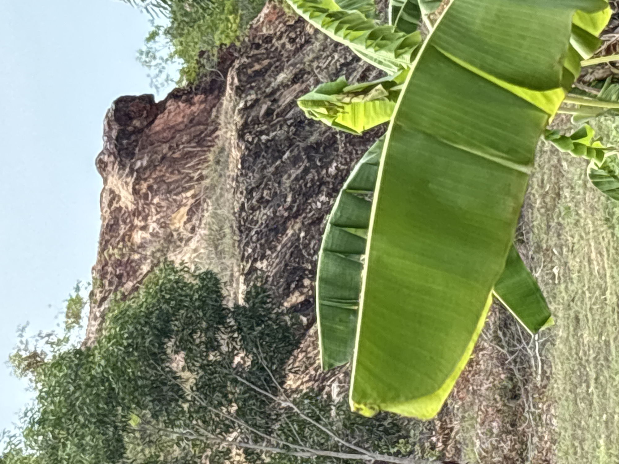 A low-angle, daylight shot depicts a large rock formation partially obscured by vegetation, including a prominent banana plant, likely in Baan Bo Phut, Thailand. The rock face has a variegated texture with light brown and dark gray sections. The foreground features a mix of dense green foliage and leafless branches. The banana leaves are a bright green with visible veins. The sky is a pale blue in the upper left corner.