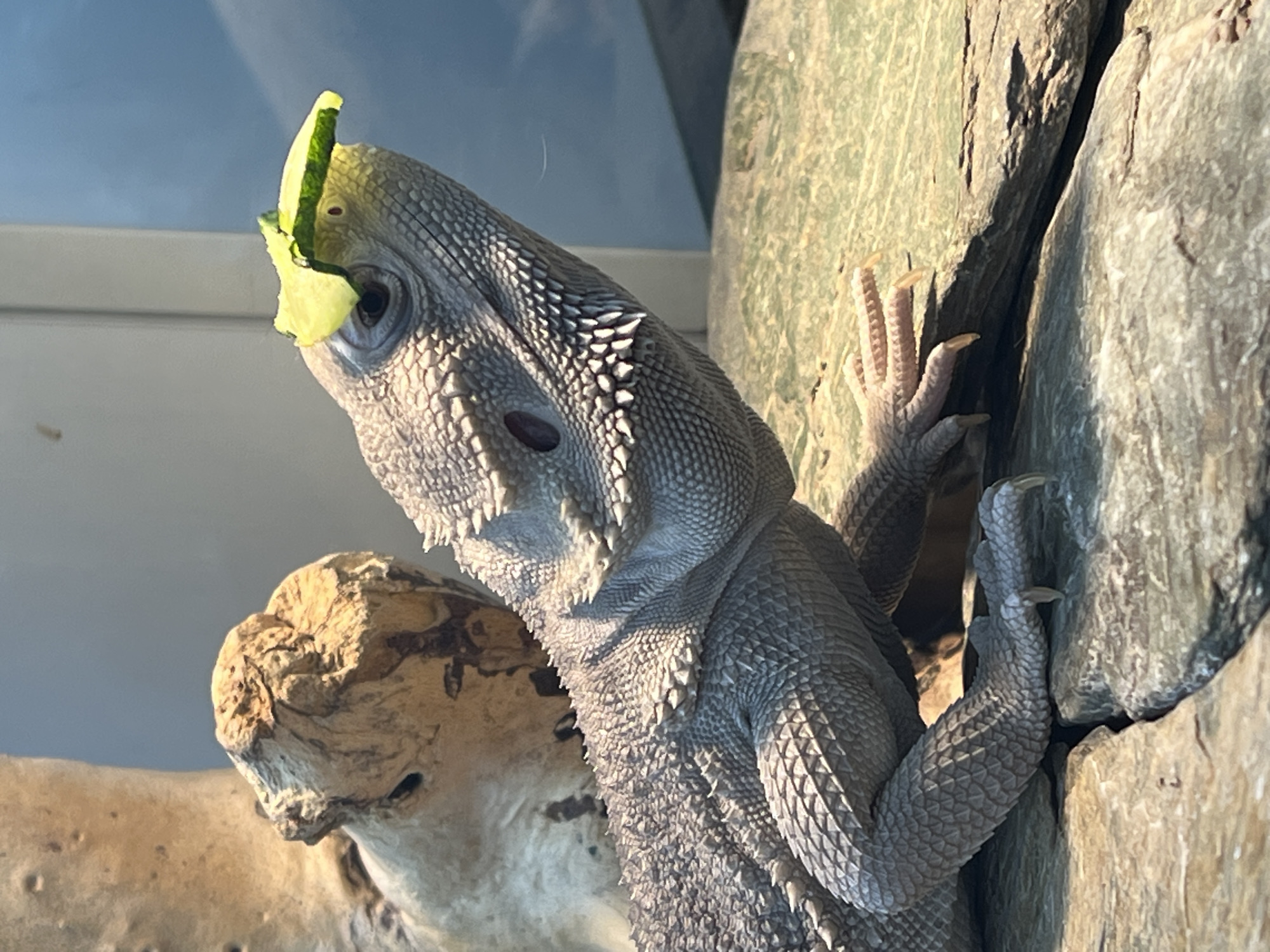 A grey lizard with scales and a slice of cucumber on its head is perched on rocks and wood. The lizard is facing right, with its head tilted up. In the background, there is a blurry blue and white area, possibly a wall or enclosure. The lighting is bright, casting shadows. There is no information about the city of Khimki, Russia in the image.
