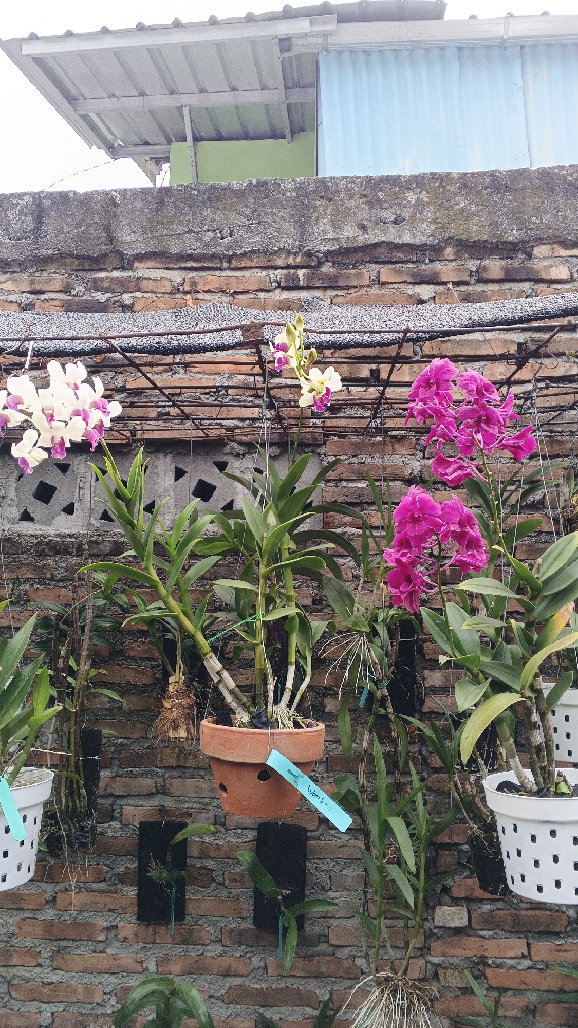 The image shows an outdoor arrangement of orchids in front of a brick wall. There are several potted orchids, including some with white and pink flowers and others with vibrant pink flowers. Some of the orchids are hanging, while others are in pots on a shelf or attached to the wall. The brick wall appears to be part of a building or structure. Above the wall, there is a roof made of corrugated metal, and a section of a light blue wall is visible. The overall environment suggests a garden or nursery setting, possibly a private residence or a commercial establishment in Ambarketawang, Indonesia, where orchids are commonly cultivated. There are no people visible in the image.