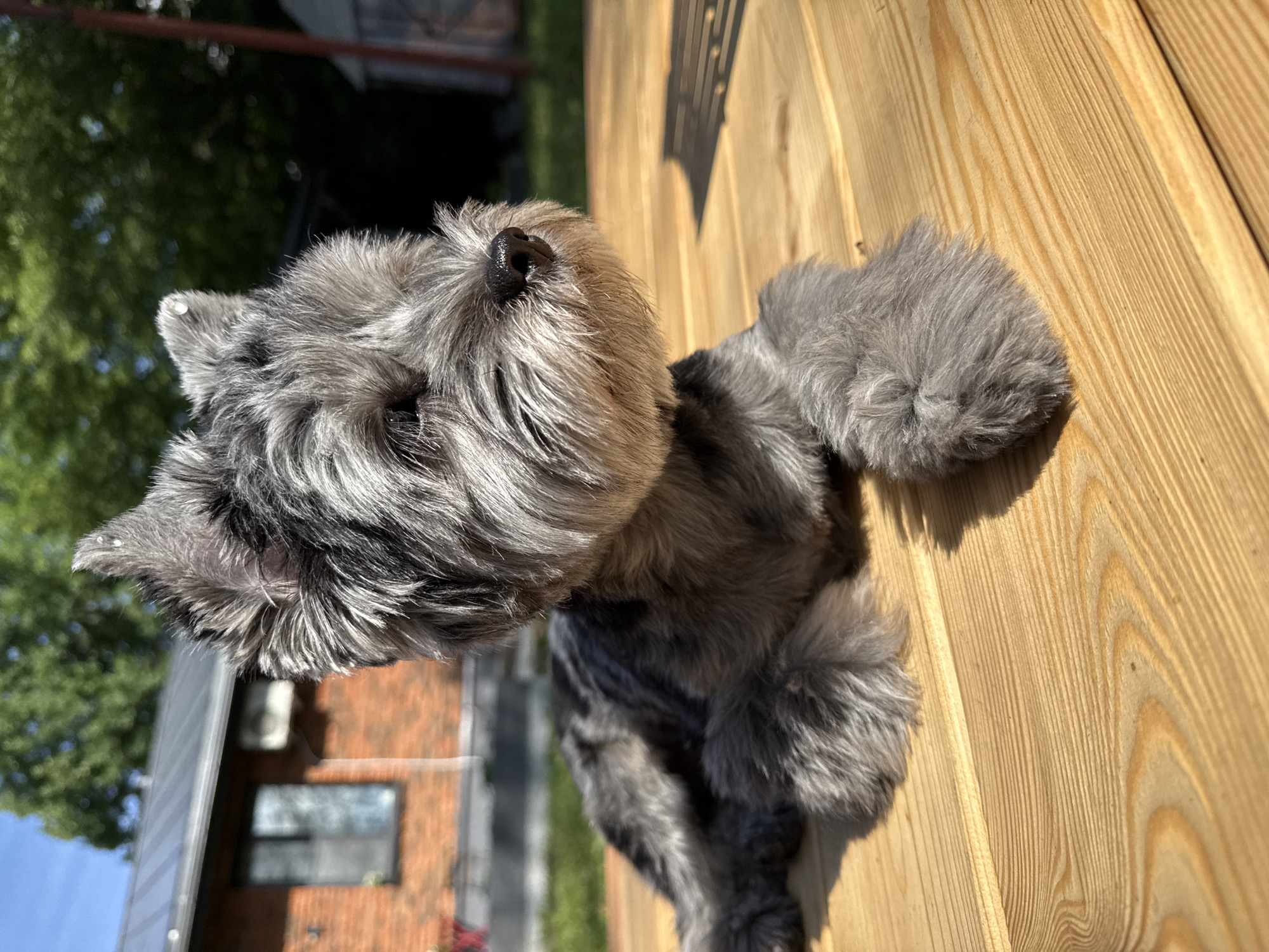 A miniature schnauzer with gray fur and a trimmed beard lies on a wooden deck outdoors. The dog's head is turned to the right, and its eyes are closed. In the background, a brick house with a gray roof and a window is visible. Trees and a blue sky are also present. The scene appears to be a residential area in Chaikovsky, Russia, likely a backyard. The image is captured in daylight, with shadows cast on the deck by an unseen object.