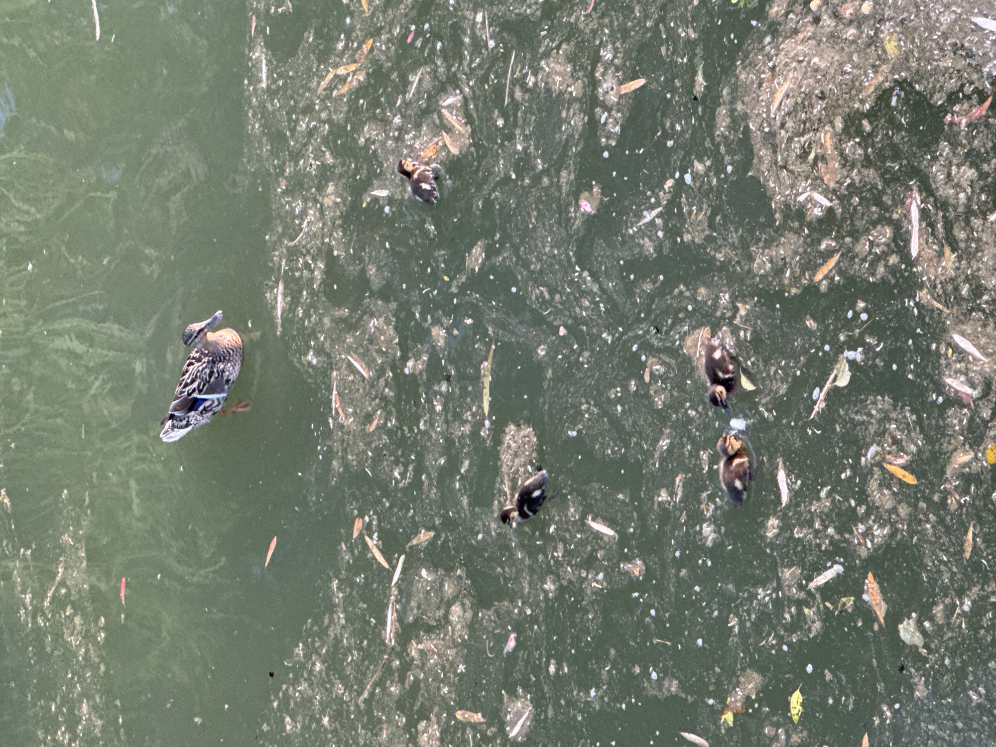 A mother duck and five ducklings swim in murky green water, possibly a pond or river in Sochi, Russia. The water is filled with debris, including leaves, twigs, and other organic matter. The mother duck is in the upper part of the frame, while the ducklings are scattered throughout the lower portion. One duckling is closer to the mother, while the others are in a cluster of three and another lone duckling. The scene appears to be a natural, outdoor environment.