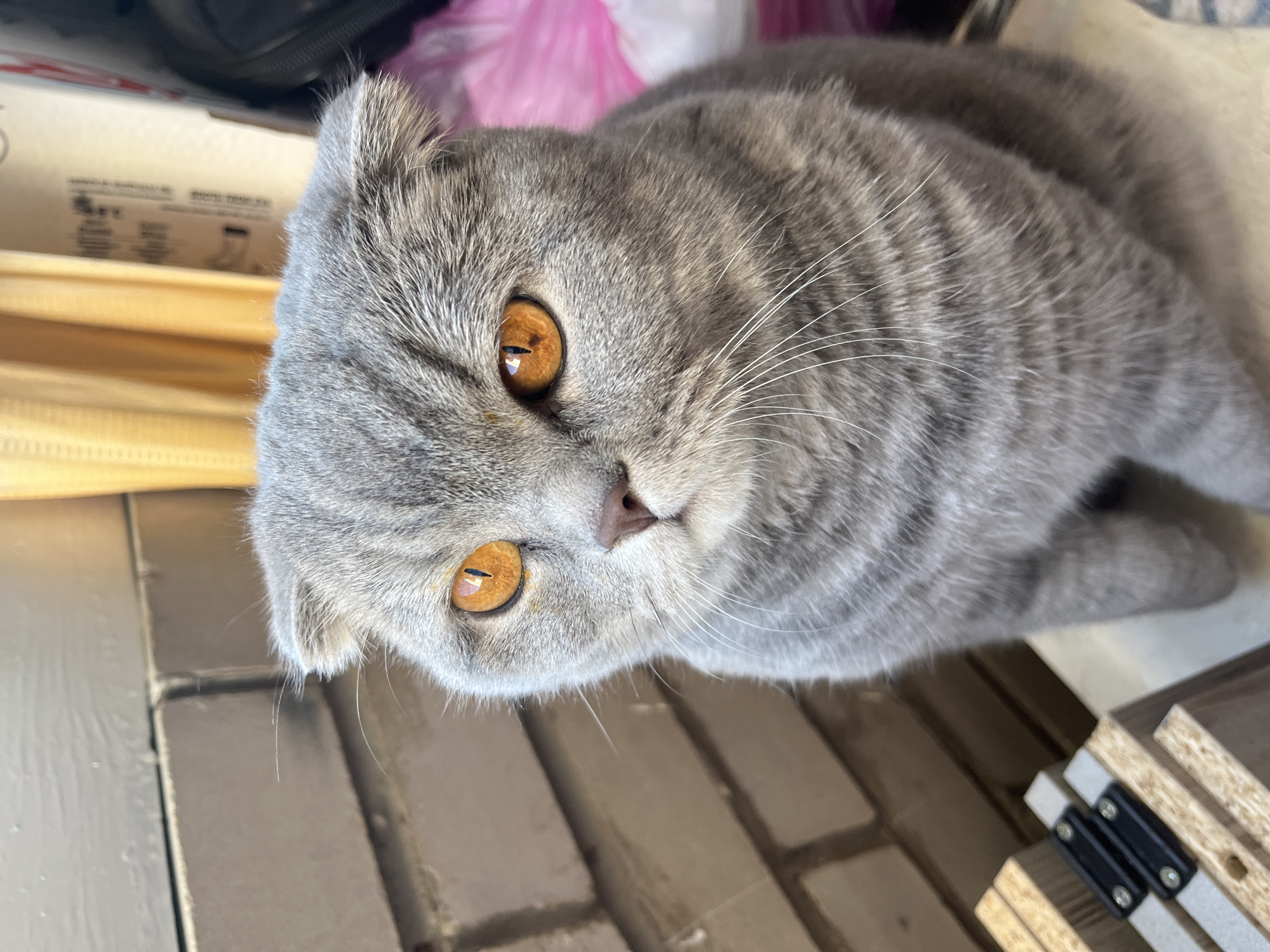 The image shows a close-up of a gray Scottish Fold cat sitting on a wooden surface. The cat has bright orange eyes and is looking slightly to the left. Behind the cat, there is a brick wall and yellow curtains. To the right of the cat, there appears to be a pink plastic bag and some boxes. The scene suggests an indoor setting, possibly a home. There is no indication of the cat's location within the city of Chaikovsky, Russia.