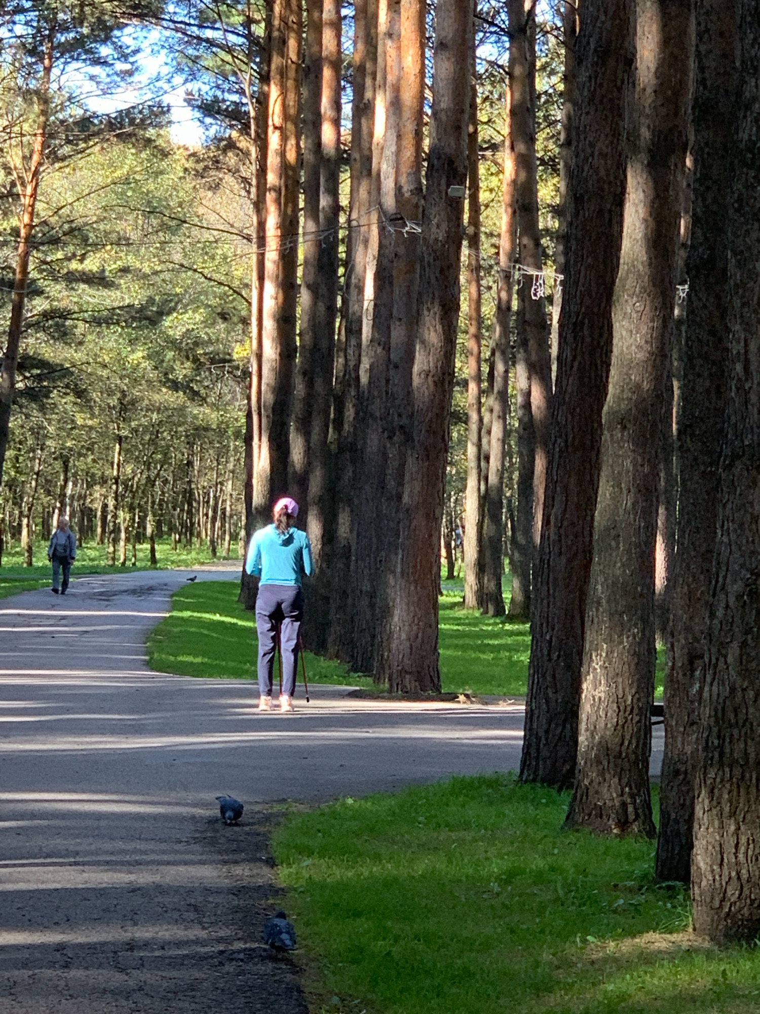 The image depicts a park scene in Prokopyevsk, Russia, characterized by a paved path winding through a dense grove of tall, mature pine trees. The sun is casting long shadows from the trees onto the path, indicating it is either early morning or late afternoon.
In the foreground, on the right side of the path, a woman is captured from behind, engaged in Nordic walking. She is wearing a bright blue hooded jacket and dark pants, with a pink cap on her head. She is using two Nordic walking poles, one of which is visible in her right hand. Her feet are clad in pink athletic shoes.
Further down the path, approximately mid-distance and to the left, another individual is walking away from the camera. This person is wearing a light-colored jacket and dark pants, with their back also turned to the viewer.
Two pigeons are visible on the path in the foreground. One is situated closer to the viewer, and another is further ahead.
The environment is lush and green, with well-maintained grass lining the path. The trees, predominantly pines, form a natural corridor along the walkway. In the background, beyond the immediate path and trees, a lighter, sparser forest canopy is visible, with dappled sunlight filtering through the leaves, suggesting a transition to a more open area or a different type of woodland. The sky is partially visible through the trees, appearing a clear blue. The overall atmosphere is serene and suggests a recreational activity in a natural setting within the city of Prokopyevsk.