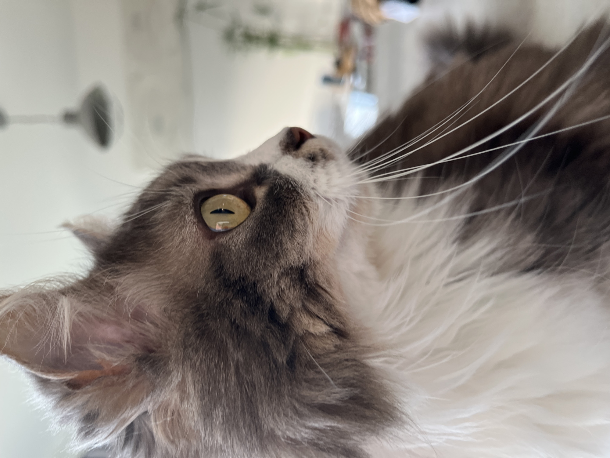 A close-up, upward-angle photograph captures a gray and white long-haired cat. The cat's head is tilted back, its eye in focus, with long white whiskers extending from its snout. The background is blurry, showing a light fixture and a glimpse of a room with furniture. The location is Chambœuf, France.