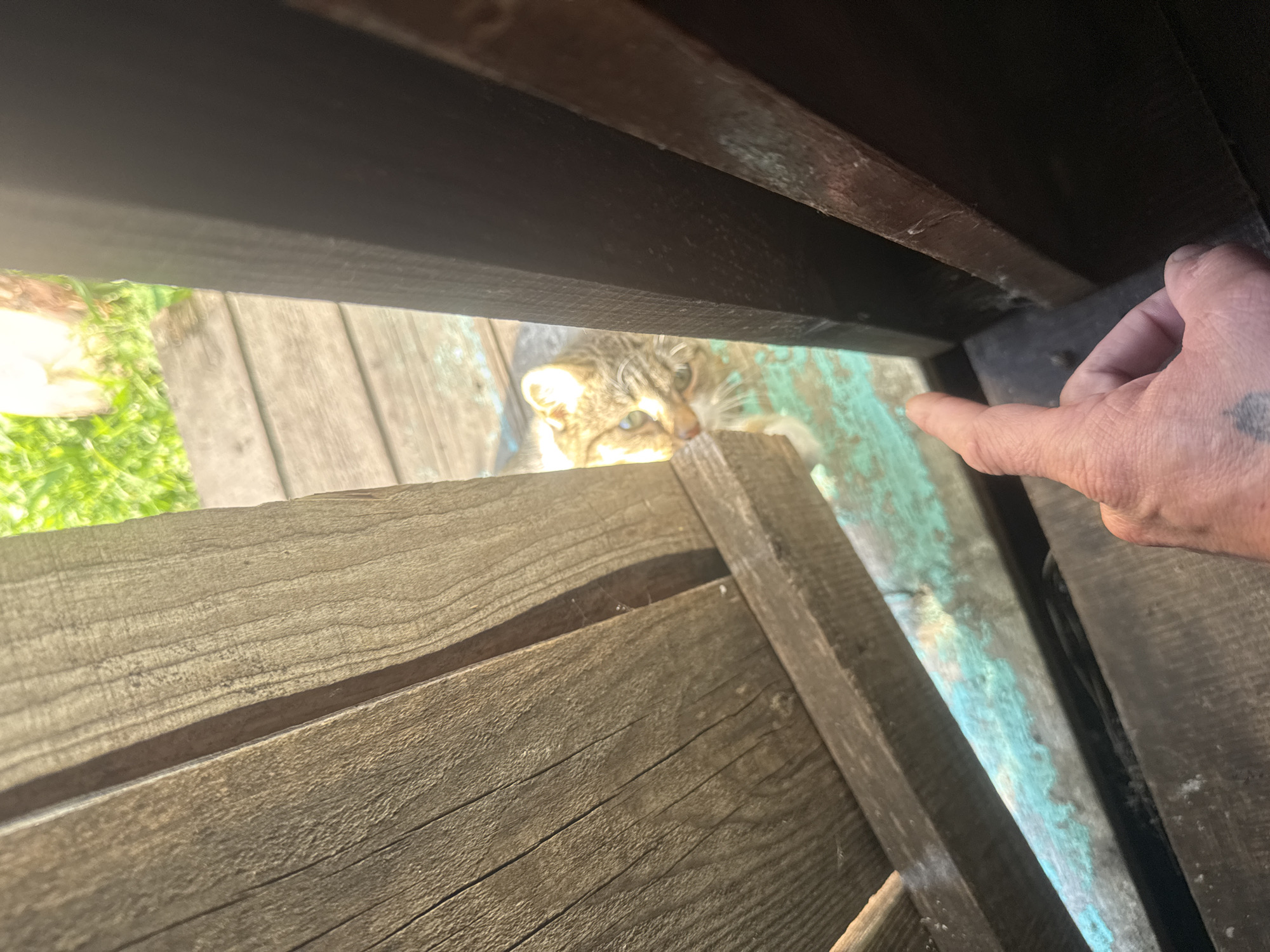 A cropped, close-up shot shows a tabby cat peeking through a gap in a weathered wooden structure. The cat's face is partially visible, with its ears perked and eyes focused. To the left, a hand with a finger extended points towards the cat. The background consists of wooden planks and dappled sunlight filtering through greenery. The scene appears to be outdoors, possibly in a backyard or wooded area.