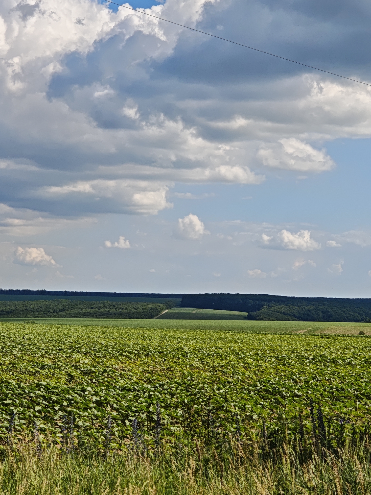 An aerial photograph captured on a sunny day shows a vast, green field of crops in Parkhomivka, Ukraine. The field occupies the foreground and extends towards the middle ground of the image. In the background, a line of trees creates a dark, horizontal demarcation against the horizon, followed by a lighter green field and then a rolling landscape. The sky above is a mix of blue sky and scattered white and grey clouds. A thin, dark wire traverses the upper portion of the image, extending from the left to the right edge. The crops in the foreground are lush and uniform, with visible rows. The overall scene depicts a rural, agricultural landscape under a partly cloudy sky.