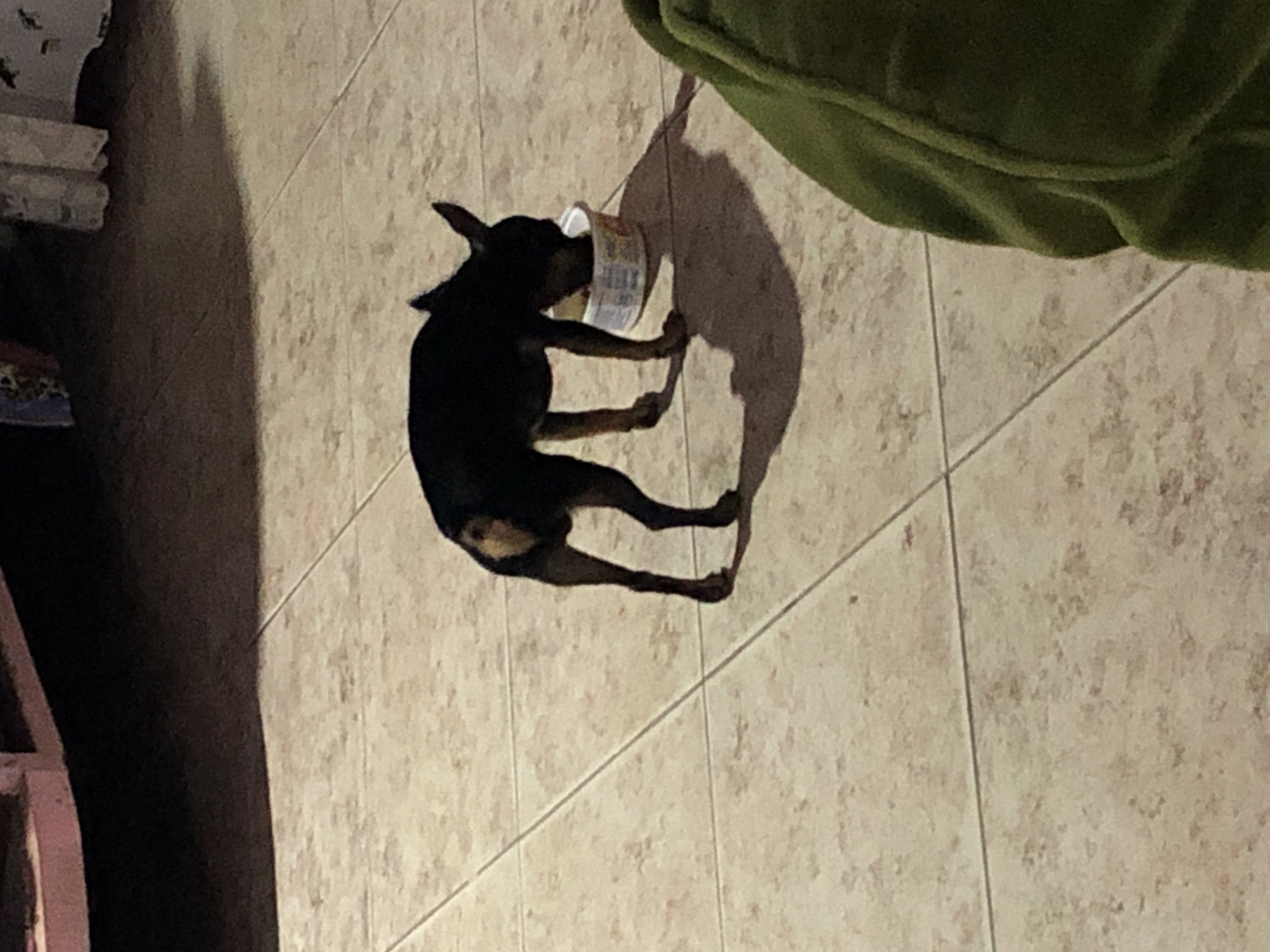 A small, black dog with tan markings is lying on its side on a tiled floor, eating from a white and patterned container. A green, plush cushion sits near the dog on the right side of the frame. A darker area with some objects is seen to the left. The tiled floor has a beige tone with a speckled pattern. The location is not definitively discernible from the image. The city is not definitively discernible from the image.