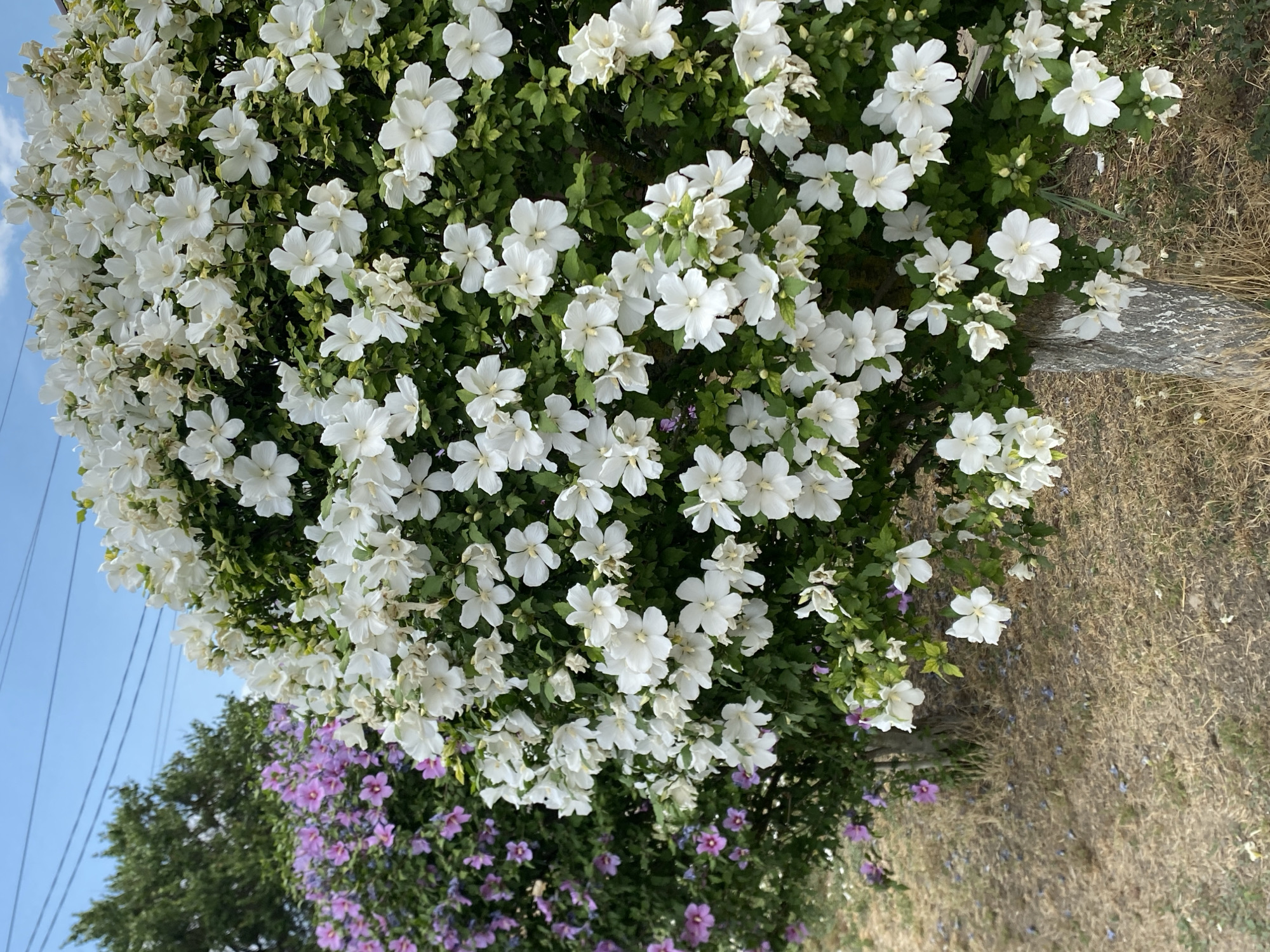 In Kushchovskaya, Russia, a close-up shot captures a bush covered in abundant white flowers, with a hint of a pink-flowered bush visible to the left. The white flowers are delicate, with five petals and yellow centers, densely packed and blooming vibrantly against the green foliage. The pink bush, further in the background, offers a contrasting splash of color with its own cluster of small, purplish-pink blooms. The scene is set outdoors, under a clear blue sky with power lines faintly visible in the upper portion of the image. The ground beneath the bushes is covered in dry, light brown grass, scattered with a few fallen petals. A weathered, rough-barked tree trunk is partially visible in the foreground, supporting some of the white-flowered branches. The overall impression is one of lush, natural beauty, characteristic of a garden or park setting.