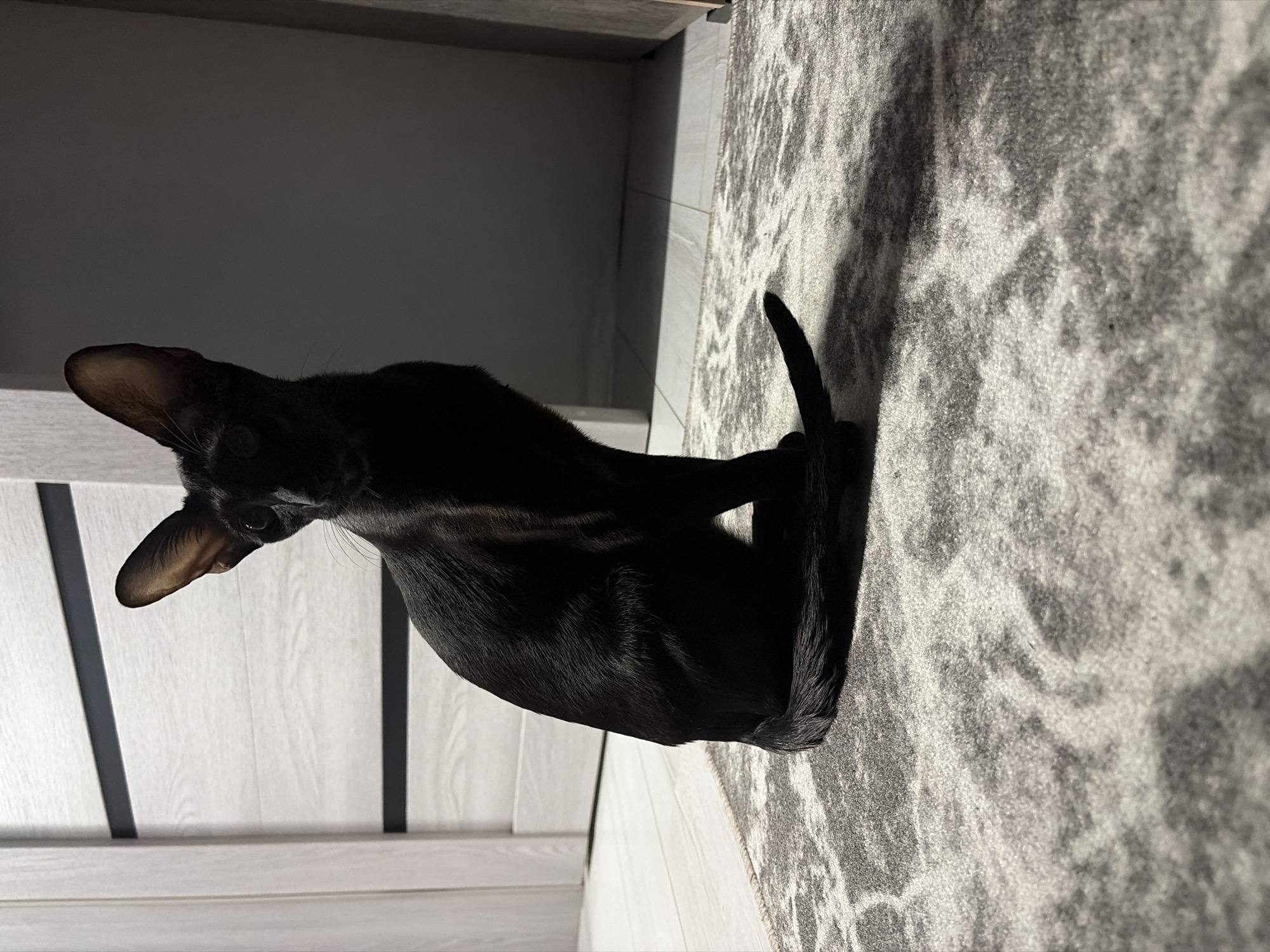 A black cat is sitting on a gray patterned carpet, positioned at a slight angle relative to the camera. The cat is facing left, with its head turned towards the camera, displaying a focused gaze. The background consists of a white wall with vertical, gray stripes. The scene appears to be indoors, potentially in a private residence. There is no identifiable information confirming the location as Chaikovsky, Russia, or any other specific geographic location.