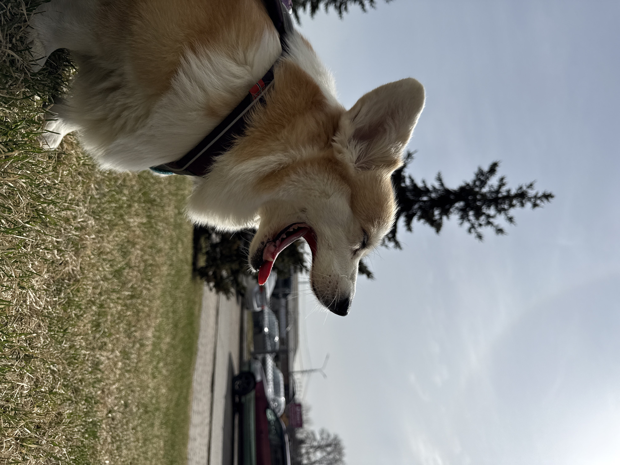 An outdoor, low-angle shot captures a corgi dog against a bright sky. The dog, predominantly light brown, tan, and white with fluffy fur, wears a dark harness with a red accent. Its mouth is open wide, revealing a pink tongue, possibly indicating panting or a yawn, and its right eye is partially closed. Bright sunlight backlights the dog, creating a glowing outline on its fur and ears.
The background consists of a clear, light blue sky with faint, wispy clouds. To the left, a patch of dry and sparse grass is visible. Below the dog, a paved area, likely a sidewalk or road, stretches into the distance, with several cars parked alongside it. Silhouettes of dark evergreen trees (resembling spruces) and some bare deciduous trees frame the scene against the sky and the distant pavement. The overall impression is a sunny day in an urban or suburban park setting. The location is Krasnoyarsk, Russia. There is no visible text.