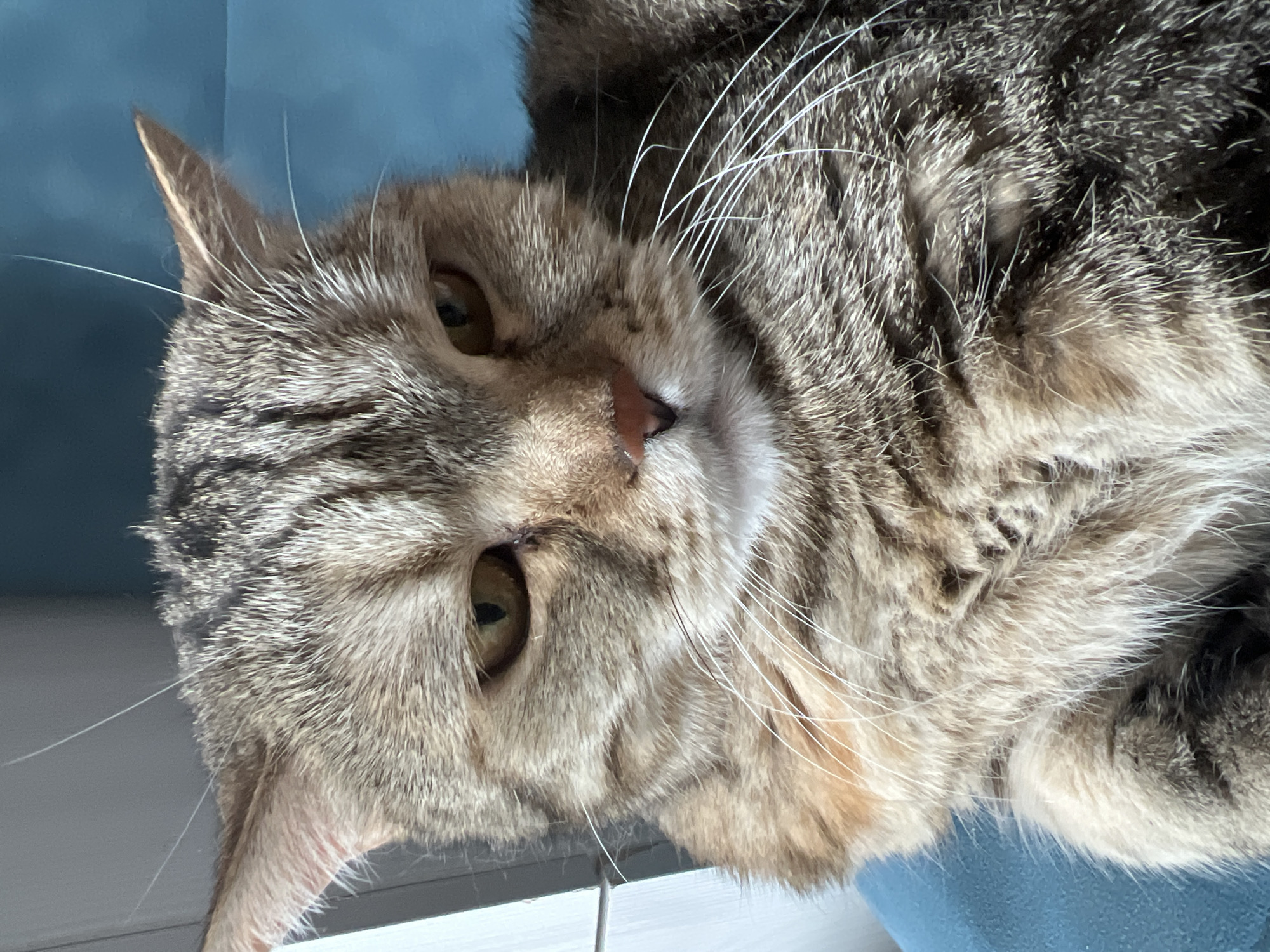 A close-up, slightly rotated image shows a tabby cat with gray and brown fur. The cat's face is the main focus, with one ear visible on the left side of the image. The cat has green eyes and a pink nose. The background appears to be a blue surface. The location is not discernible from this image.