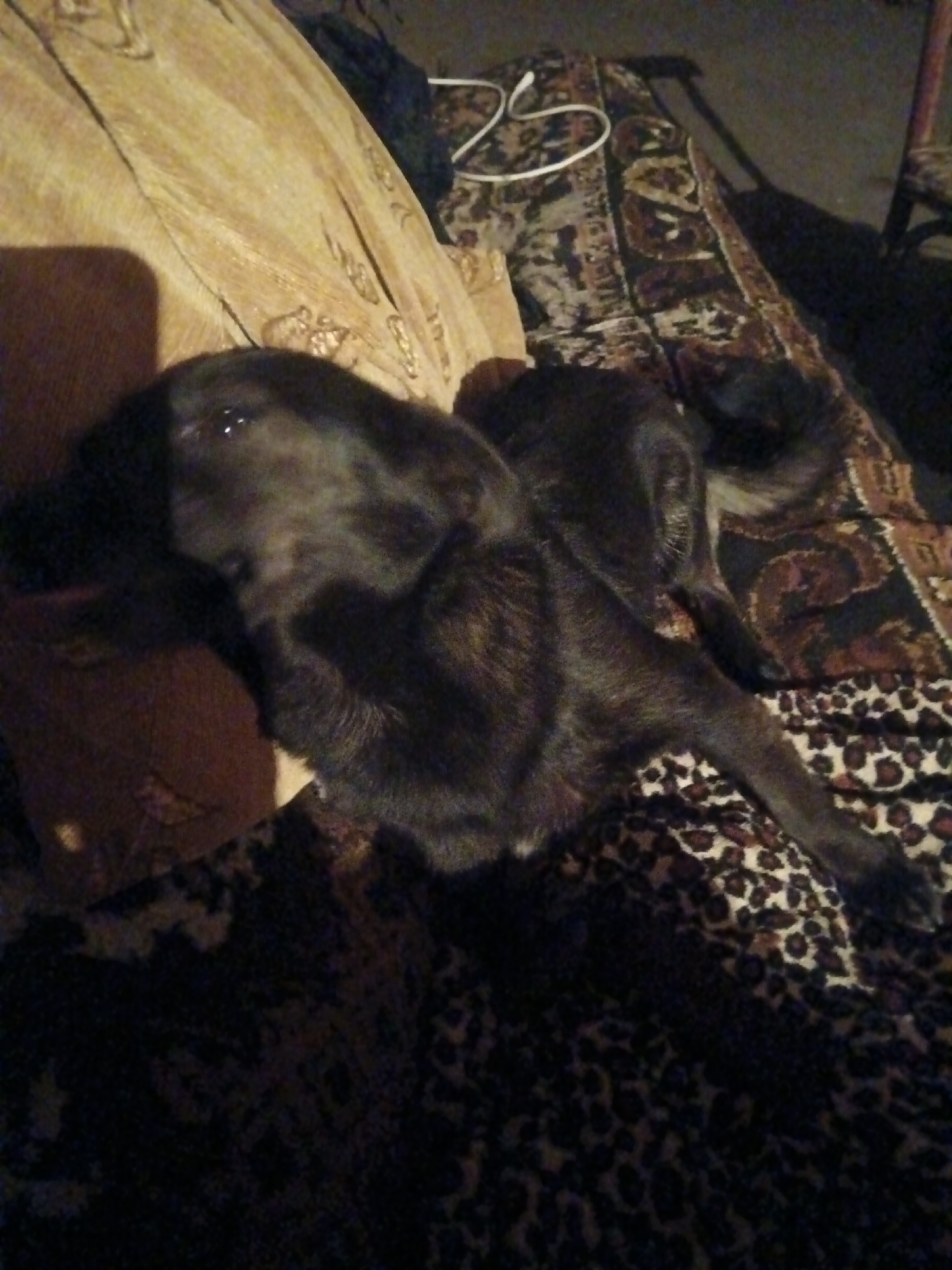 A dark-colored dog is lying on a couch covered with a patterned blanket. The dog is resting its head on a pillow or cushion. The background shows a carpet with a floral or paisley pattern and a white cord. The scene appears to be indoors, possibly in a living room. The image is dimly lit. There is no information provided about the location being in the city of Aragatsavan, Armenia.