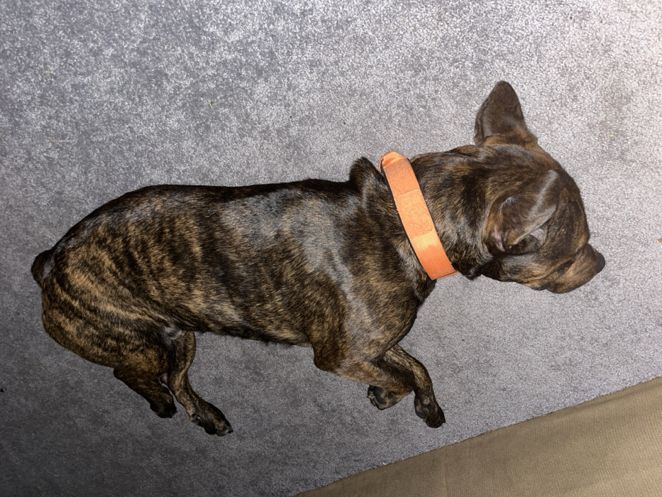 A brindle-patterned dog, possibly a French Bulldog or similar breed, is depicted lying on its left side on a grey carpeted surface. The dog's body is oriented vertically within the frame, with its head towards the bottom right. It wears a bright orange collar. Its eyes appear closed, indicating it is asleep or resting. A section of a light brown or tan object, possibly furniture such as a couch, is visible along the left edge of the image. The scene is indoors, located in the city of Fox Lake, United States of America.