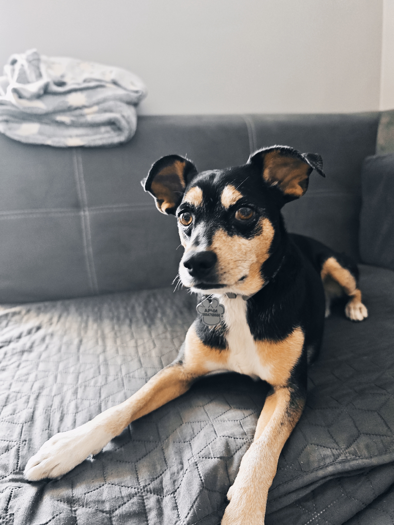 A dog is lying on a gray sofa. The dog is black, tan, and white. It has a collar with a tag that says "Арчи" (Archi) and a phone number. There is a folded gray blanket with white spots on the back of the couch. The location is not identifiable as Burgas, Bulgaria based solely on the provided image.