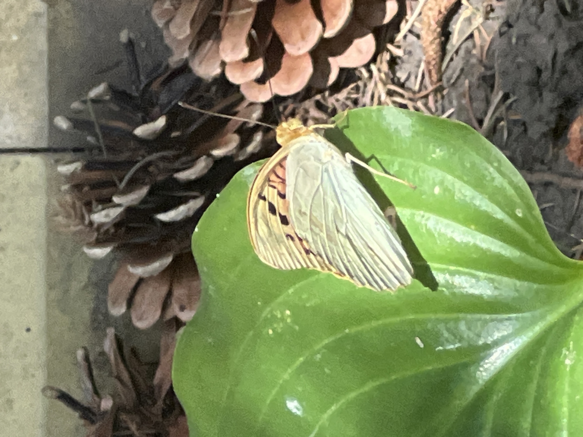 A butterfly with light-colored wings and black markings rests on a large, green leaf. The butterfly's wings are folded, and its body is yellow. In the background, several pine cones are visible, along with some dry pine needles and dark soil. The scene appears to be outdoors, possibly in a garden or natural setting. There are no people or buildings visible. The image does not contain any information that allows for determining its location in the city of Fontanka, Ukraine.