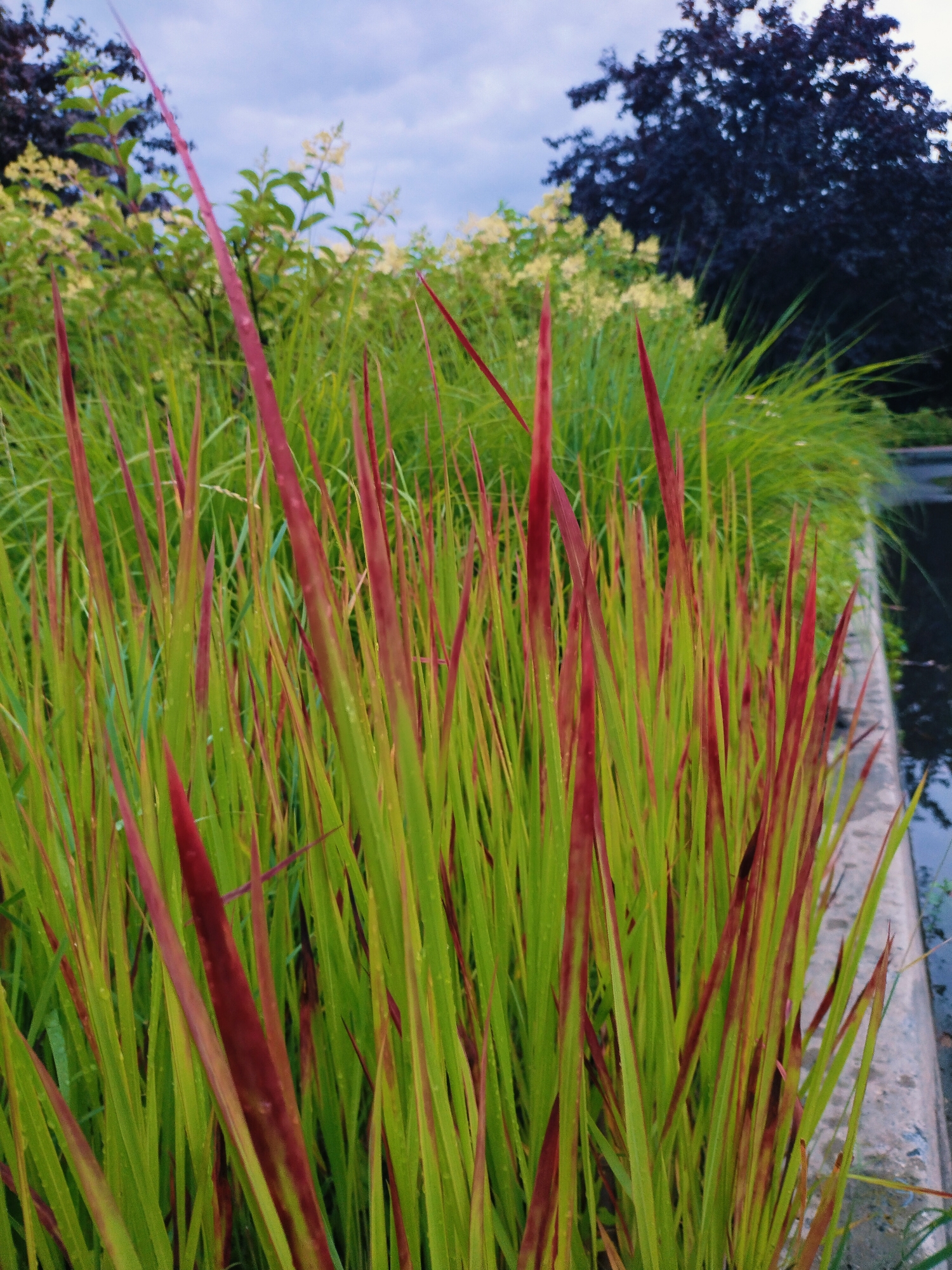 The image captures a close-up view of tall, slender blades of grass with striking red-tipped edges, interspersed with greener blades, creating a vibrant visual texture. In the background, a dense, dark-leaved tree dominates the upper right portion of the frame, contrasting with lighter green foliage and clusters of pale yellow flowers on the left. The sky above is overcast with a muted blue hue. The scene appears to be outdoors, possibly in a park or garden setting within the city of Horishni Plavni, Ukraine. The focus is on the detailed patterns and colors of the foreground vegetation, with the background elements providing context but remaining less distinct. There are no people or animals visible in the image. The overall impression is one of natural beauty and a slightly subdued, atmospheric lighting condition.
