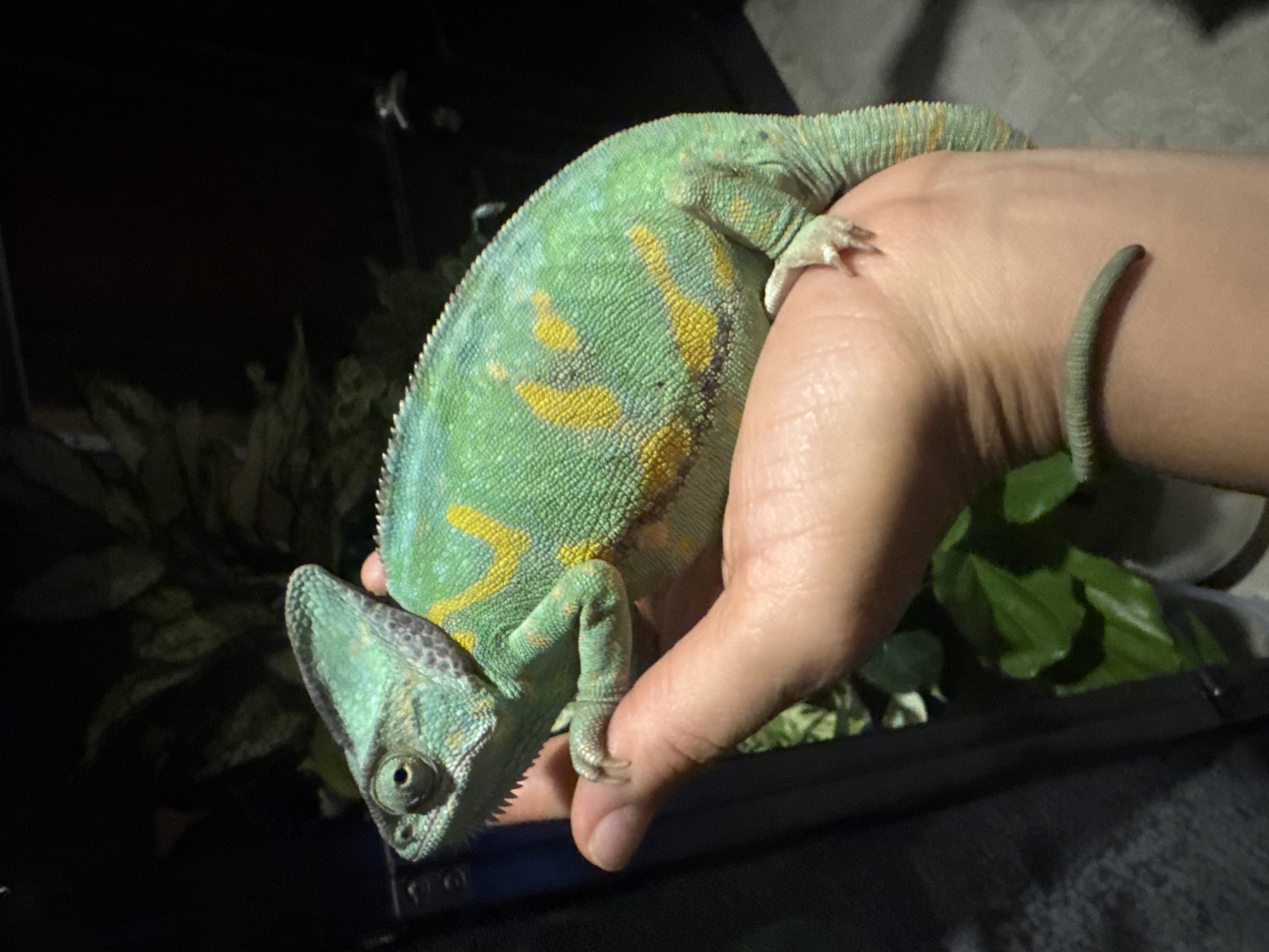 A green chameleon with yellow markings is perched on a person's hand. The chameleon has a distinctive head crest and is facing downward. The background is dark, with foliage visible in the periphery. The location is inferred to be Ungasan, Indonesia.