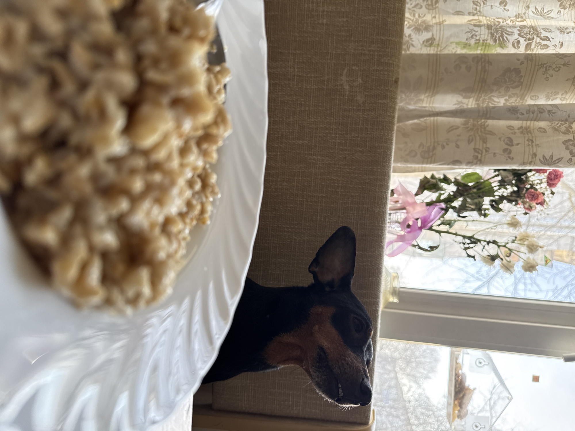 A close-up indoor shot focuses on a tan-colored dog with black fur on its head and back, its face angled towards the left of the frame. The dog is partially obscured by a large, blurry white plate filled with a tan-colored food, possibly oatmeal or porridge. The background features a window with partially drawn floral-patterned blinds, allowing light to stream in. A bouquet of pink and white flowers is visible in front of the window. The tan dog is by a tan-colored wall. The city of Chaikovsky, Russia, is not discernable from the image.