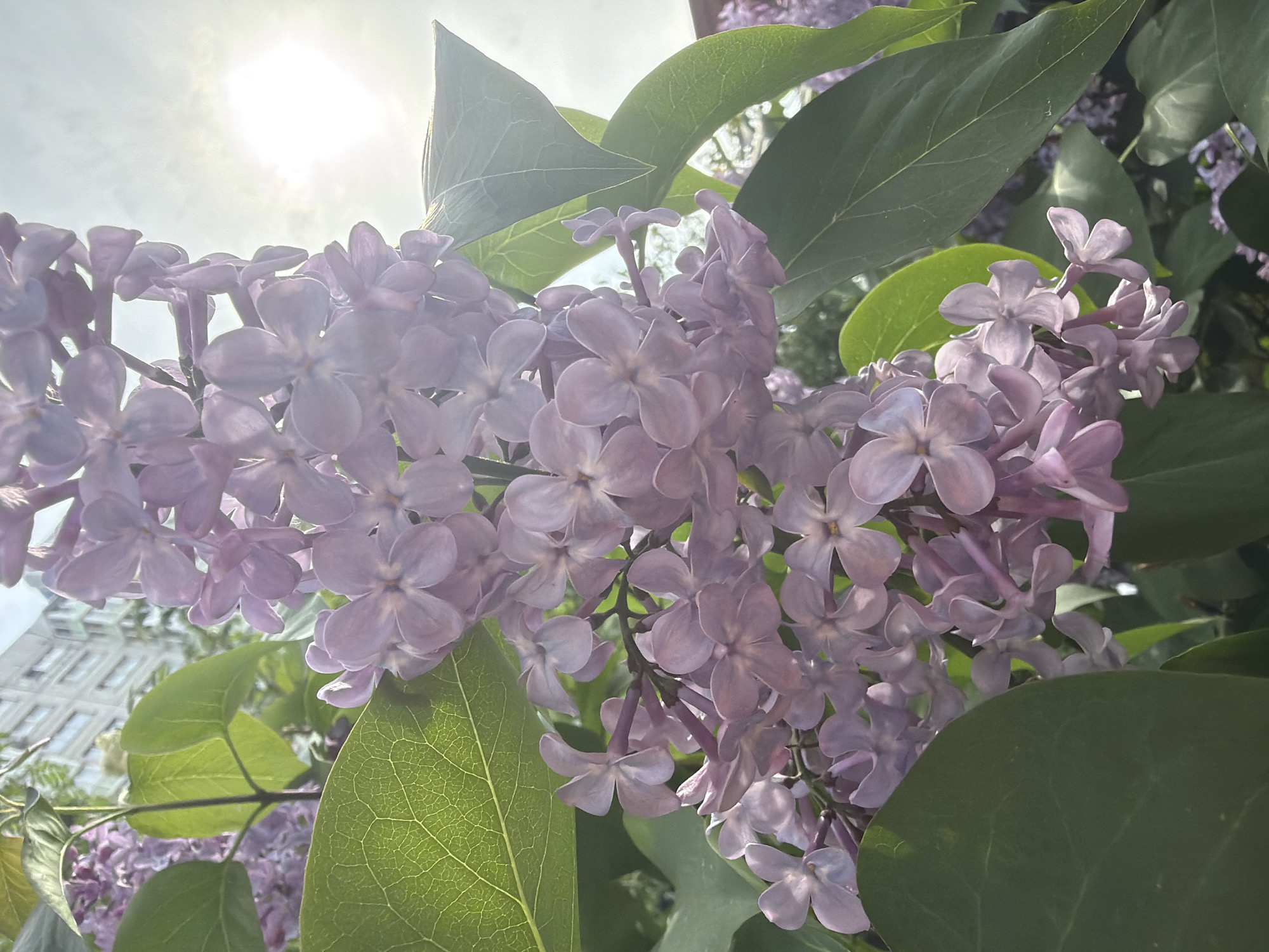 The image shows a cluster of lilac flowers in full bloom, their delicate purple petals forming dense, fragrant panicles. The flowers are interspersed with green leaves, their veins visible under the sunlight. The sun shines brightly in the upper left corner of the frame, casting a soft glow over the scene. In the background, the facade of a building with multiple windows can be seen, suggesting an urban setting. The flowers and leaves are positioned close to the viewer, creating a sense of intimacy with nature amidst the city environment. The specific location is in the city of Unknown, Russia.