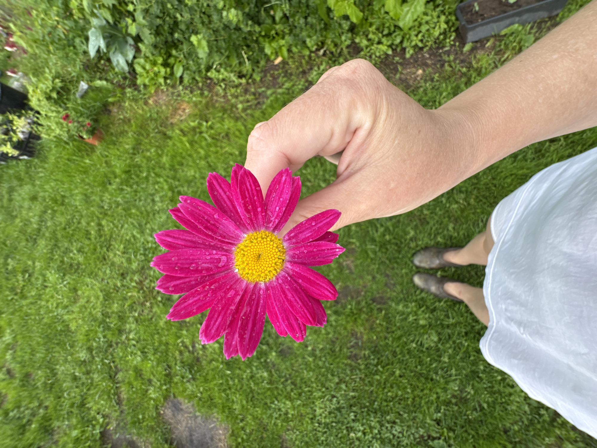 A person's hand holds a bright pink daisy with a yellow center against a background of green grass. The daisy has water droplets on its petals. The person is wearing a white dress and dark shoes, with their legs visible. The scene is outdoors, with a garden area in the background. The location is identified as Vasya, Russia.