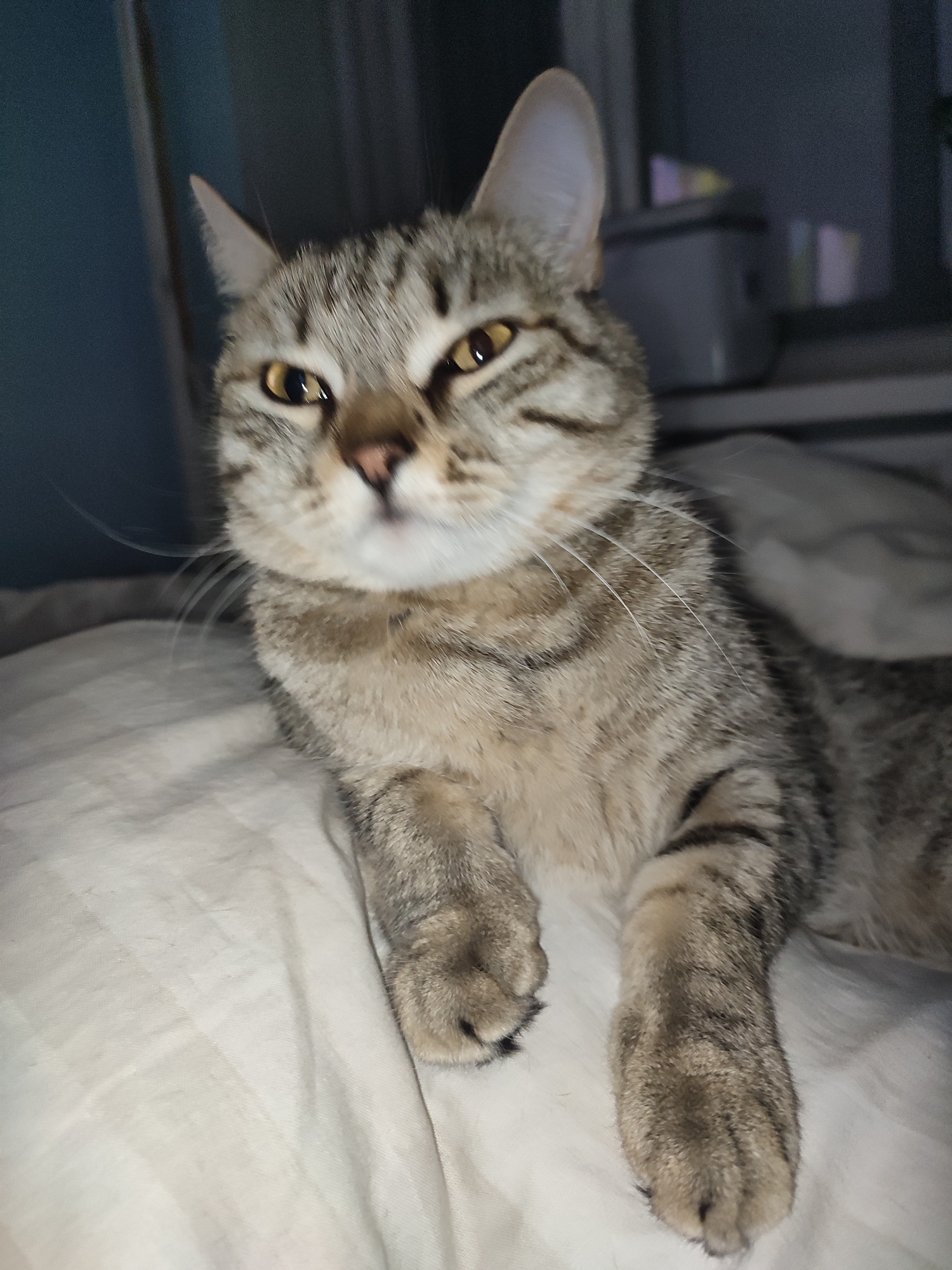 A grey tabby cat lies on a white, wrinkled sheet. The cat is in the foreground and is partially in focus, with its head and front paws being clearer than the rest of its body. The cat's eyes are yellow and it has a pink nose. The background is dark and blurry, but there appear to be items on a shelf or windowsill behind the cat. The overall lighting is dim. The location is Unknown, Unknown.