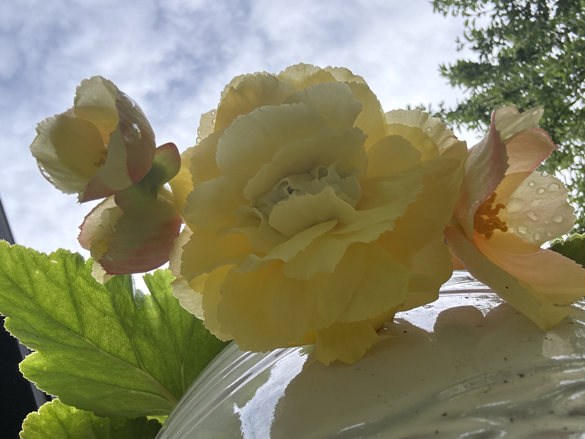 This image shows a cluster of yellow and pink begonia flowers with water droplets on their petals, set against a cloudy sky. A large green leaf is visible in the upper left corner, and a portion of a white, textured object, possibly a planter, is on the left side of the frame. In the background, green trees are silhouetted against the sky. The scene is likely outdoors, possibly in a garden or on a balcony, and there is no indication of the specific location within Österskär, Sweden.
