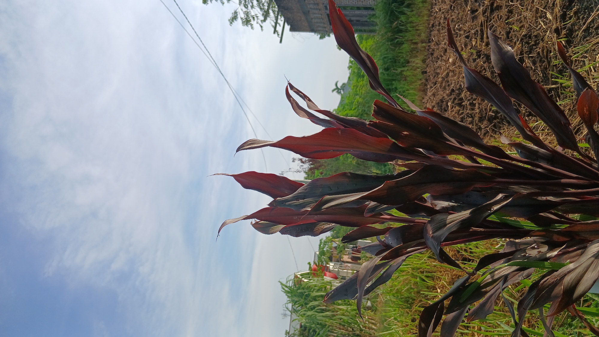 In Klambir Lima Kebun, Indonesia, a close-up shot features a vibrant Cordyline plant with dark red, elongated leaves in the foreground. The leaves are glossy, suggesting they might be wet. Behind the plant, the environment is a mix of natural and man-made elements under a bright, cloudy sky. Lush green grass and vegetation are visible, interspersed with a tilled patch of earth. In the mid-ground, a structure with a red roof and a weathered brick building with visible windows are present. Overhead, power lines crisscross the sky, indicating the presence of infrastructure. The overall scene captures a slice of everyday life in a rural or semi-rural Indonesian setting.